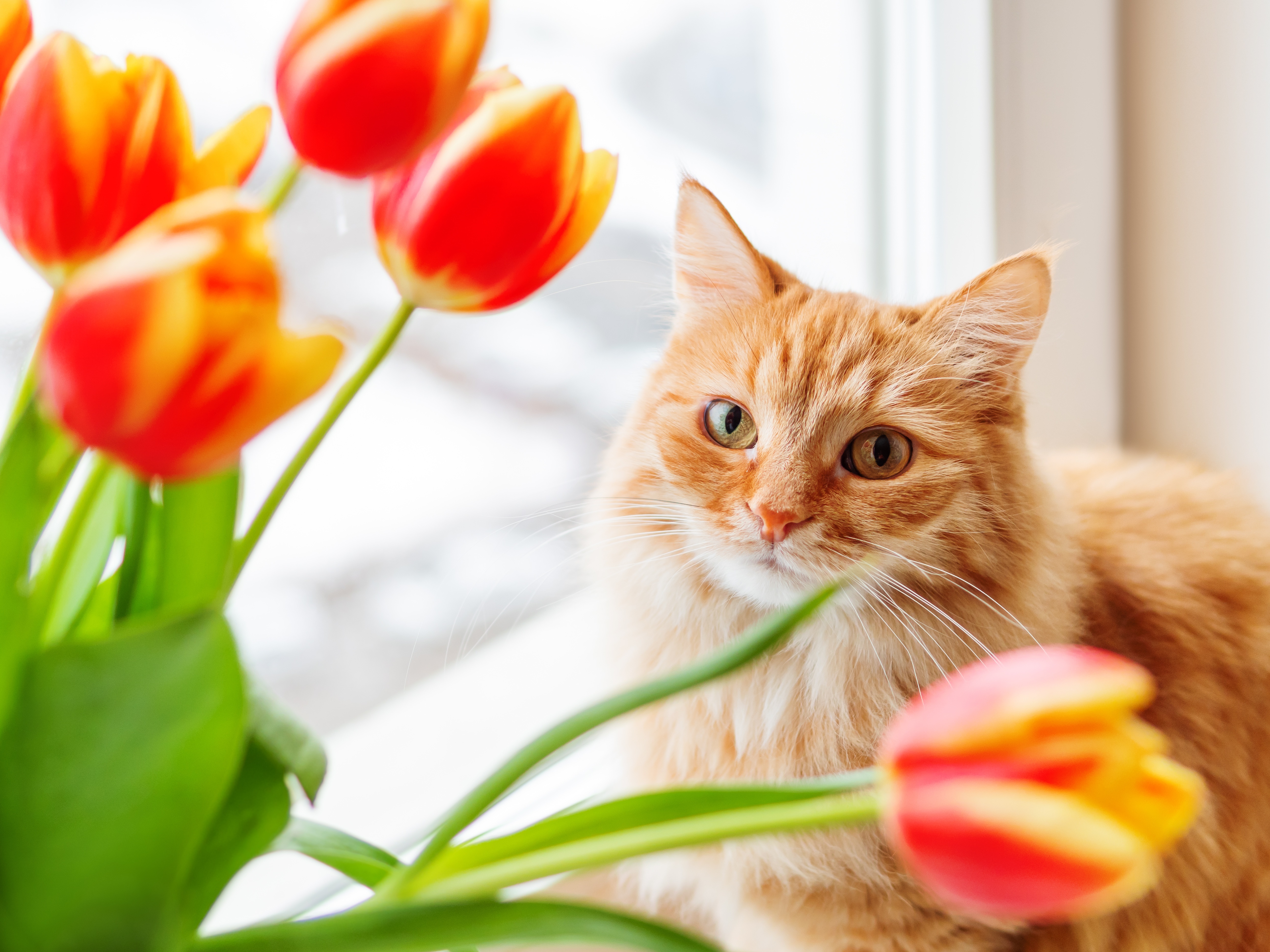 Orange cat with tulips HD Wallpaper