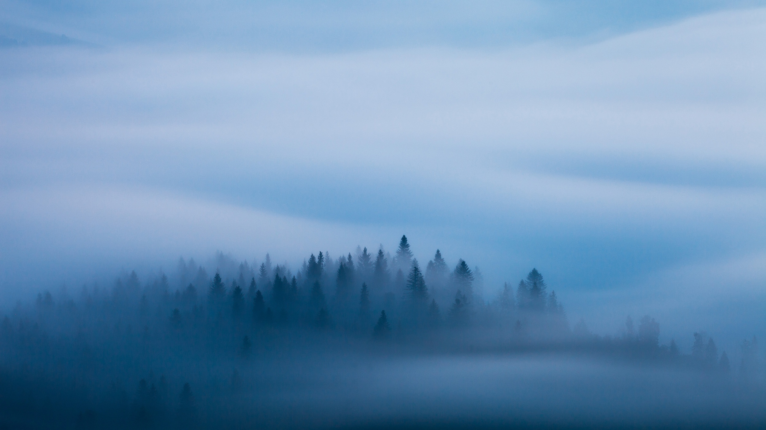 Misty forest with tall evergreen trees HD Wallpaper