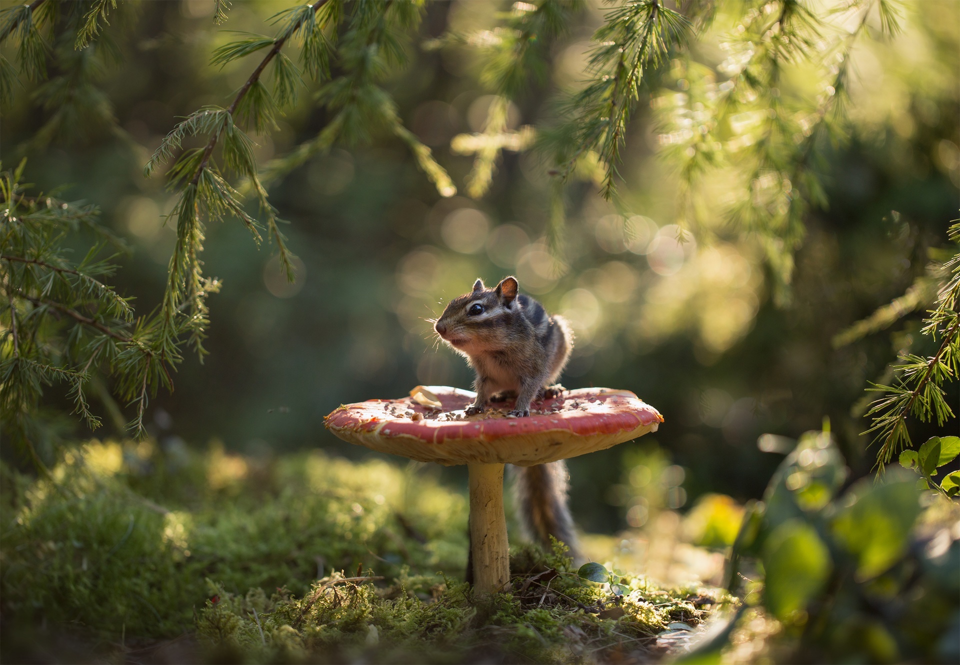 Chipmunk sitting on a red mushroom in a forest HD Wallpaper