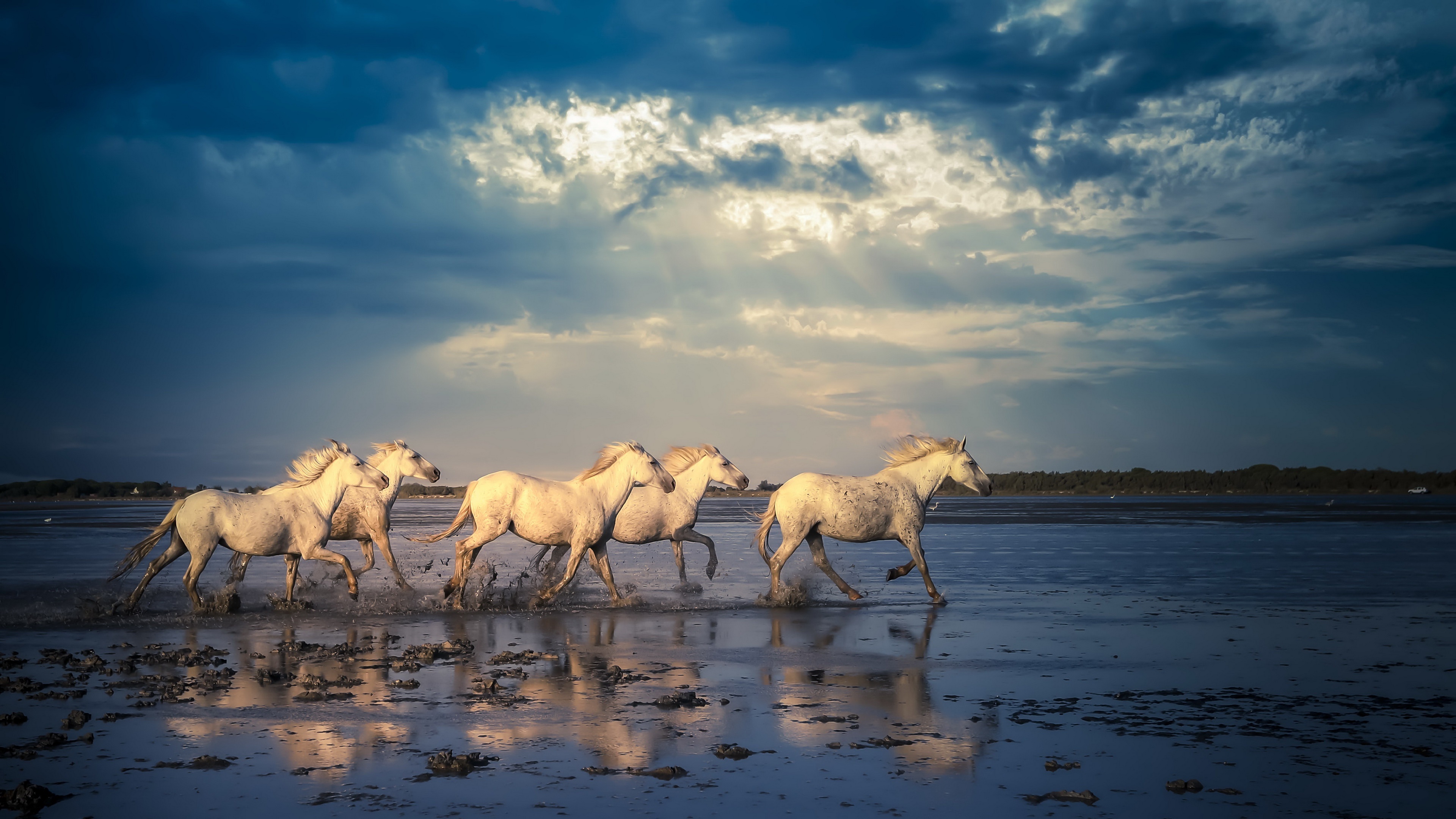 Four white horses running through water HD Wallpaper