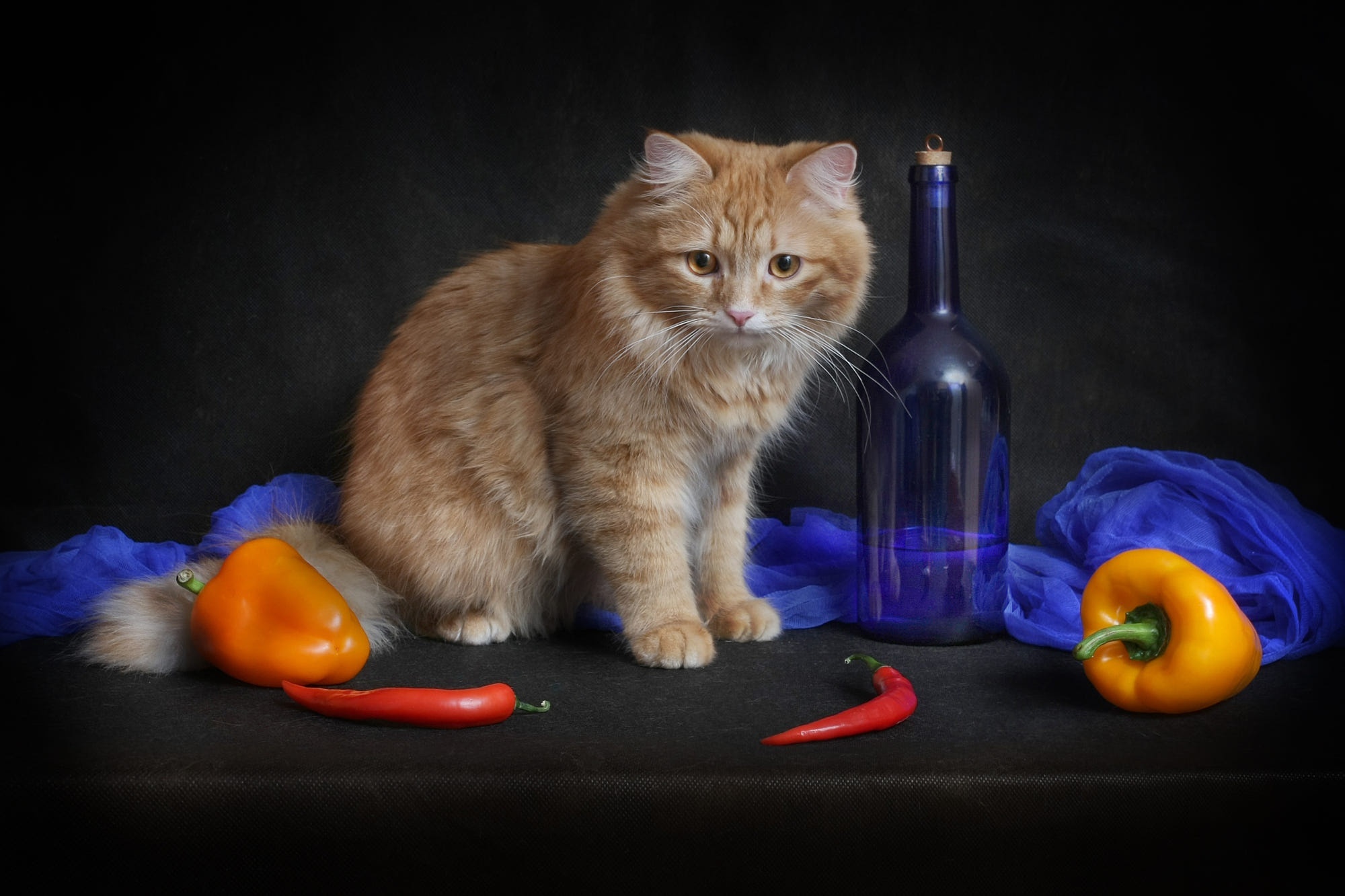 Orange cat with peppers and blue fabric HD Wallpaper