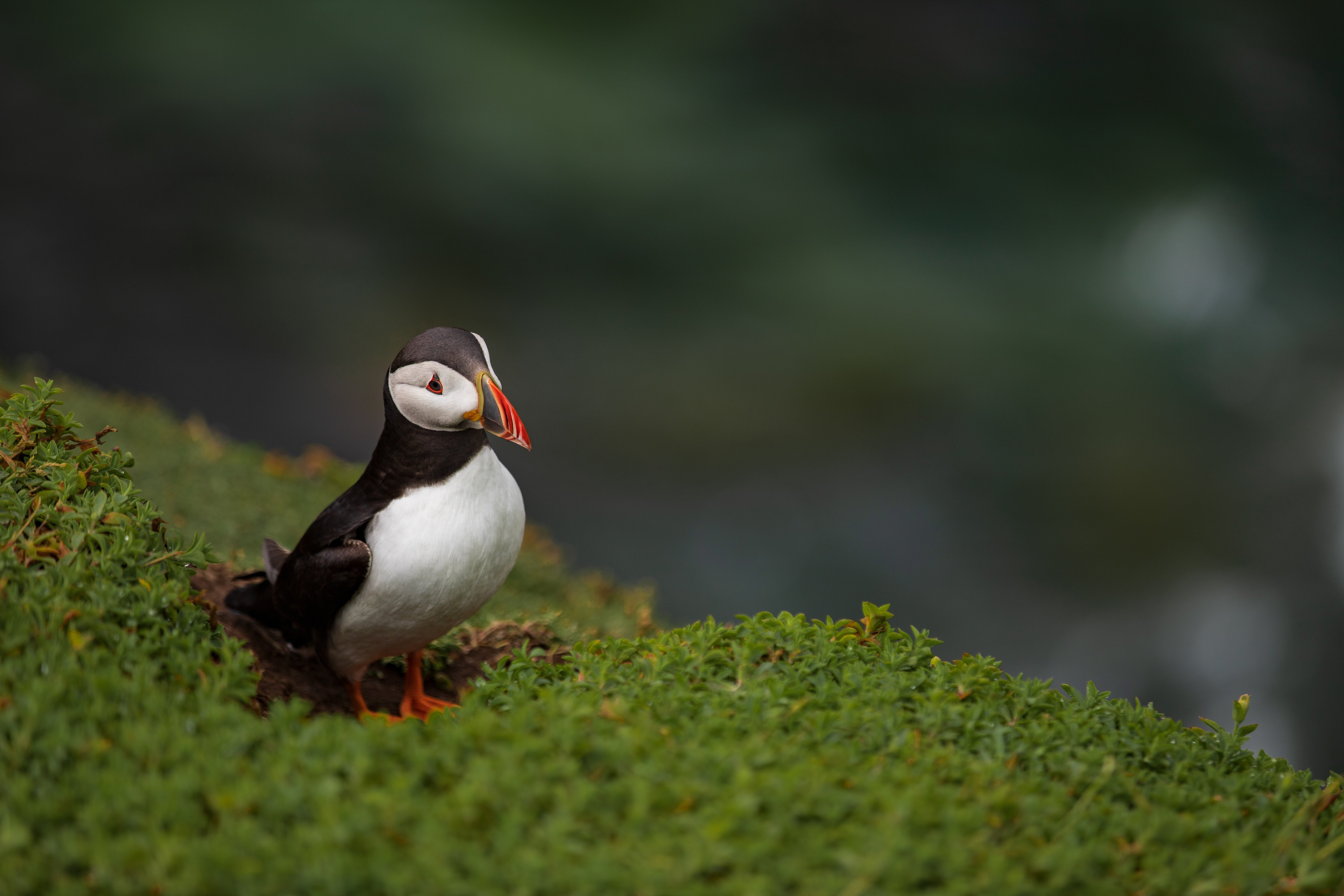 Puffin bird on a grassy cliff 4K HD Wallpaper