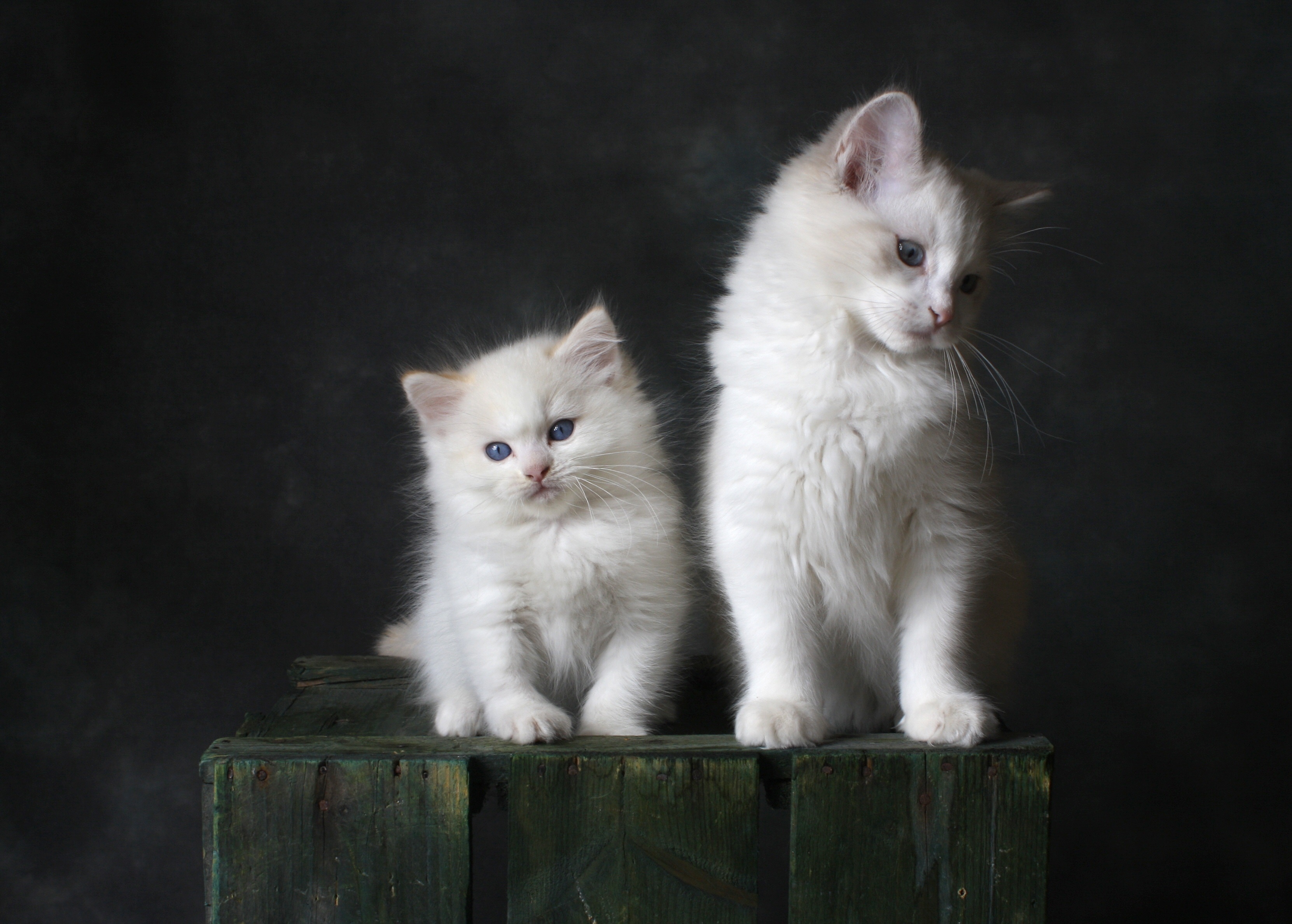 Two fluffy white kittens with blue eyes on a wooden crate HD Wallpaper