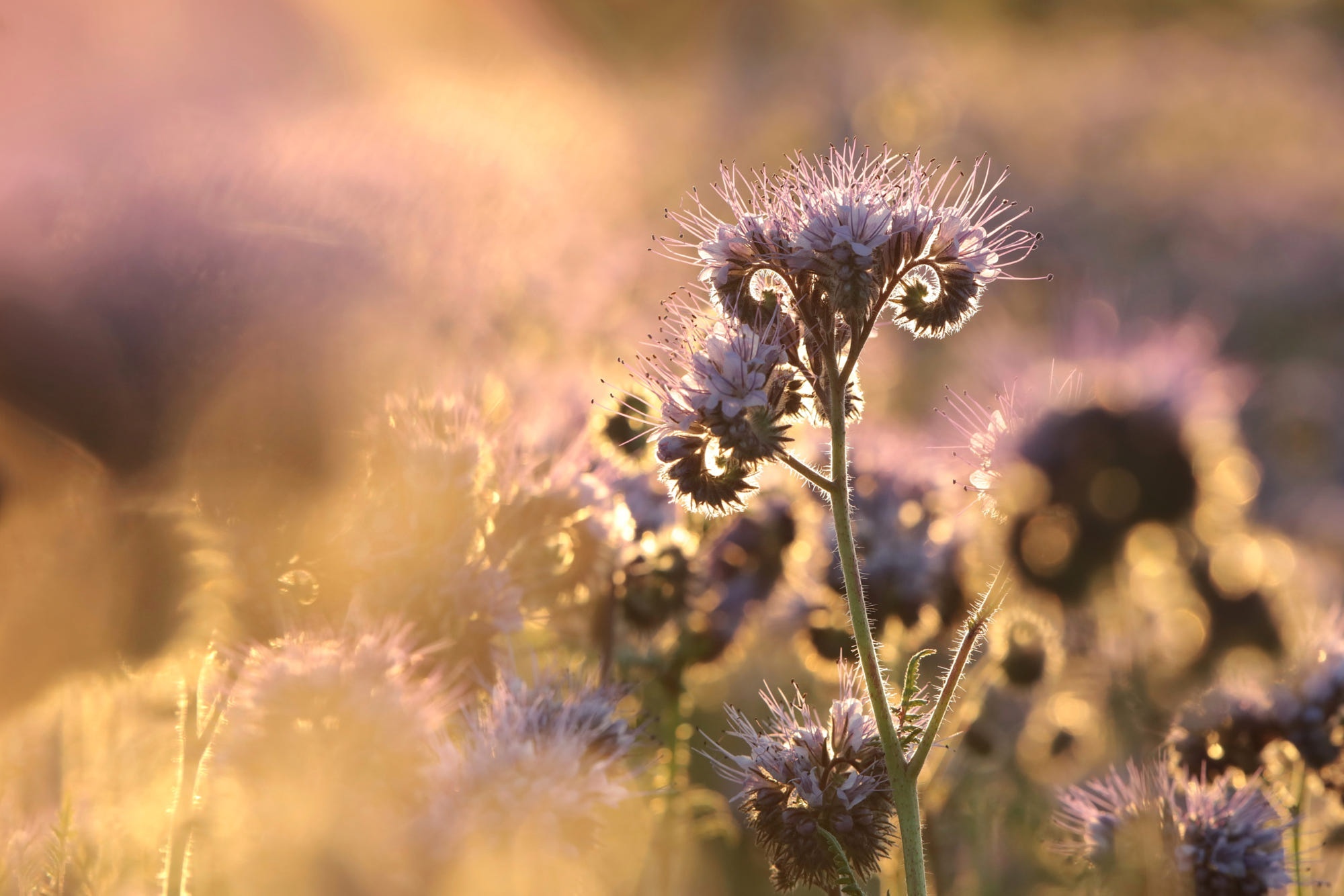 Close-up of a purple flower in golden hour light HD Wallpaper