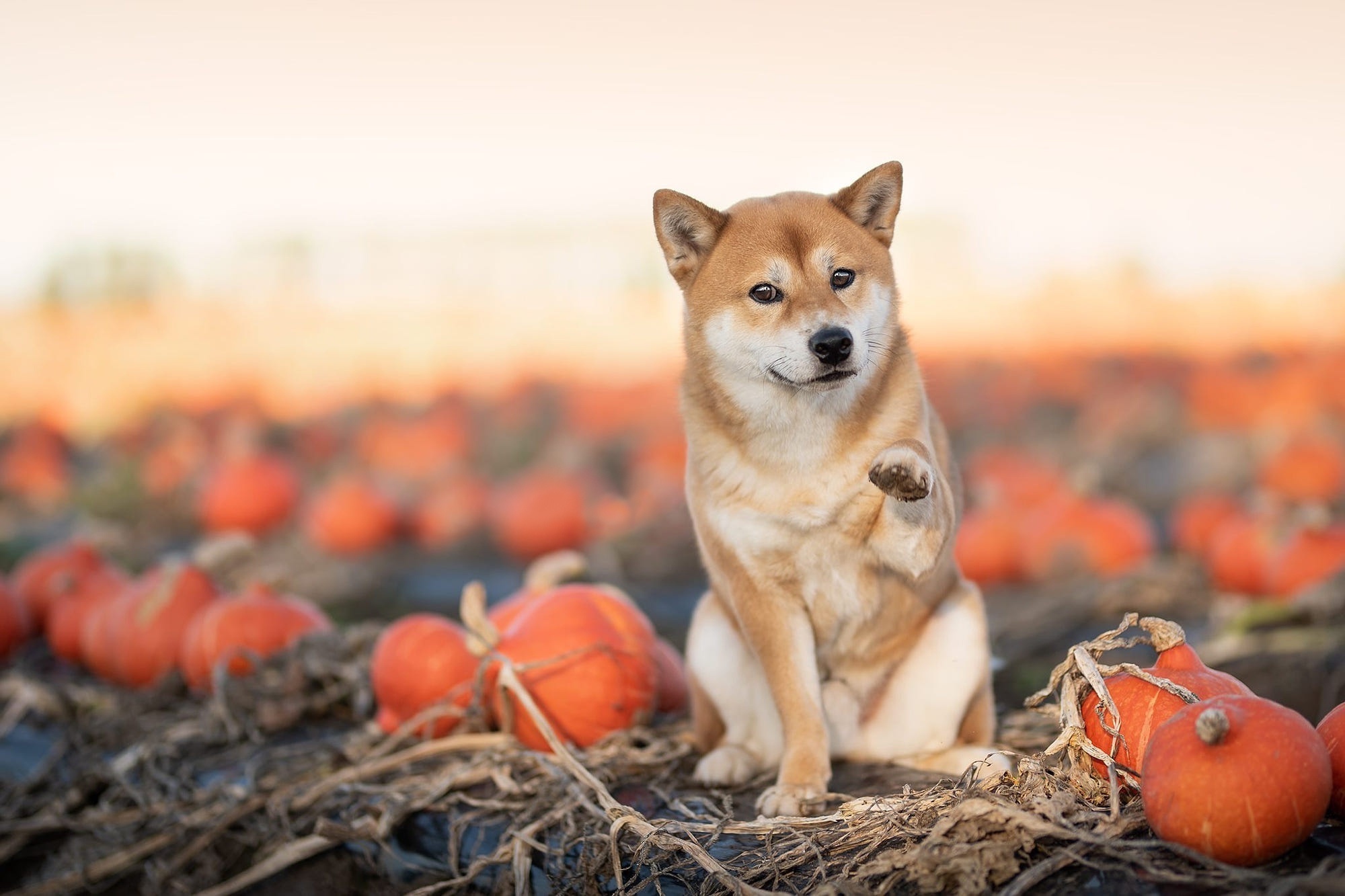 Shiba Inu dog in a pumpkin patch HD Wallpaper