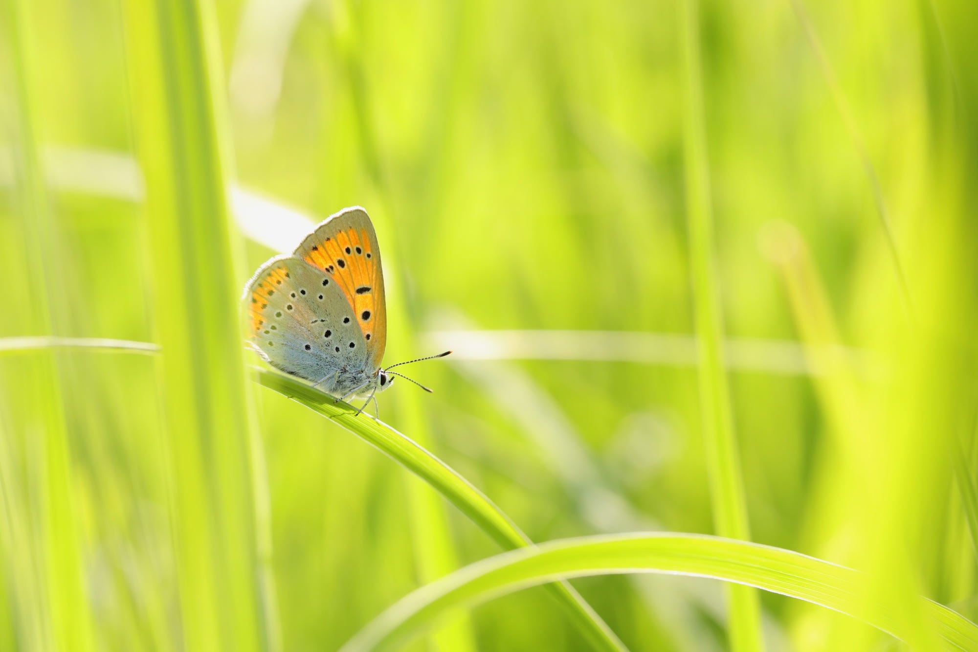 Butterfly on a blade of grass HD Wallpaper