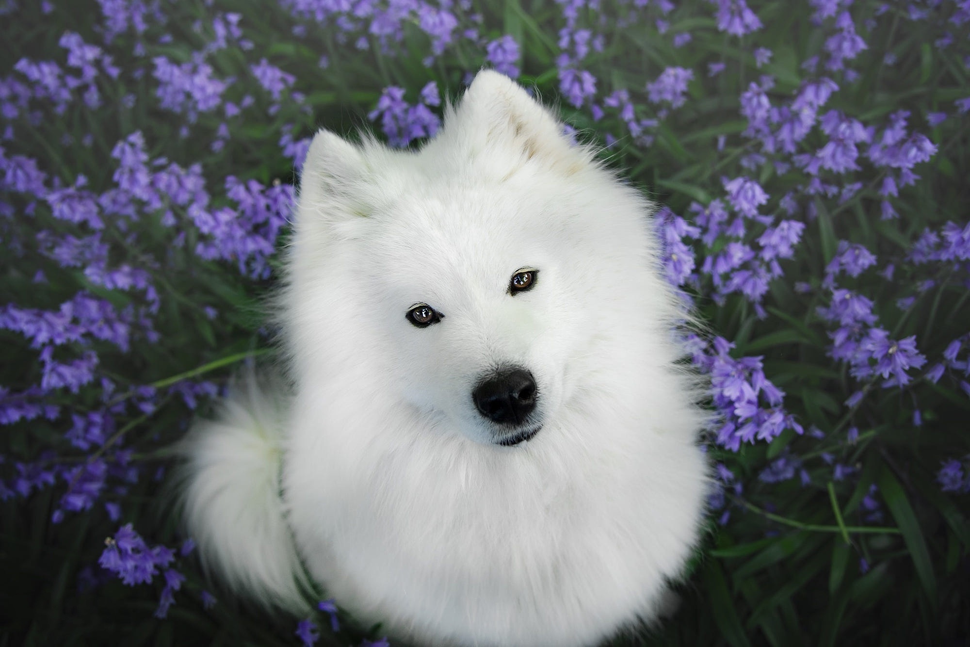 Samoyed dog sitting in purple flowers HD Wallpaper