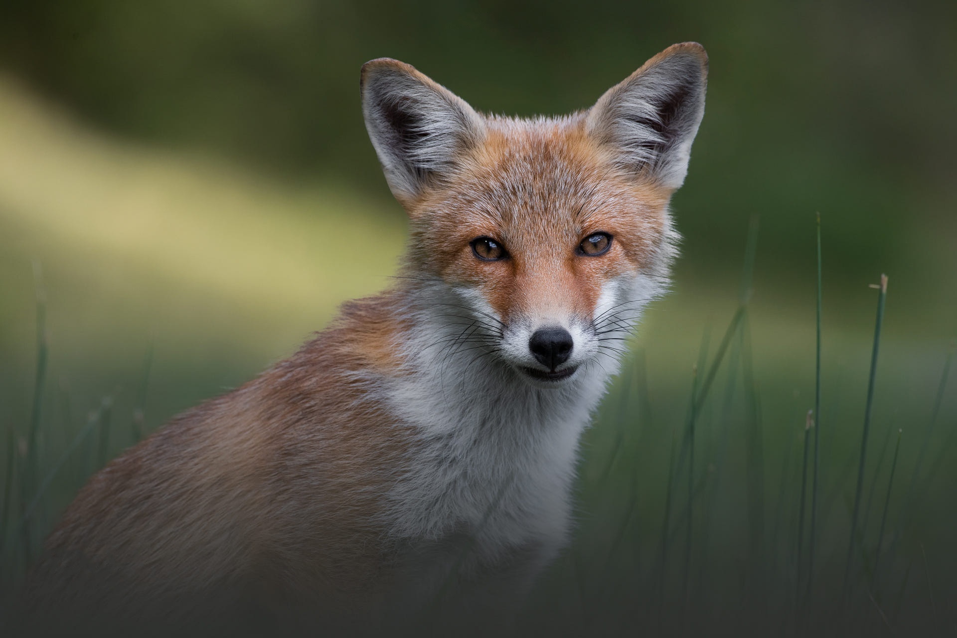 Red Fox in Grass HD Wallpaper