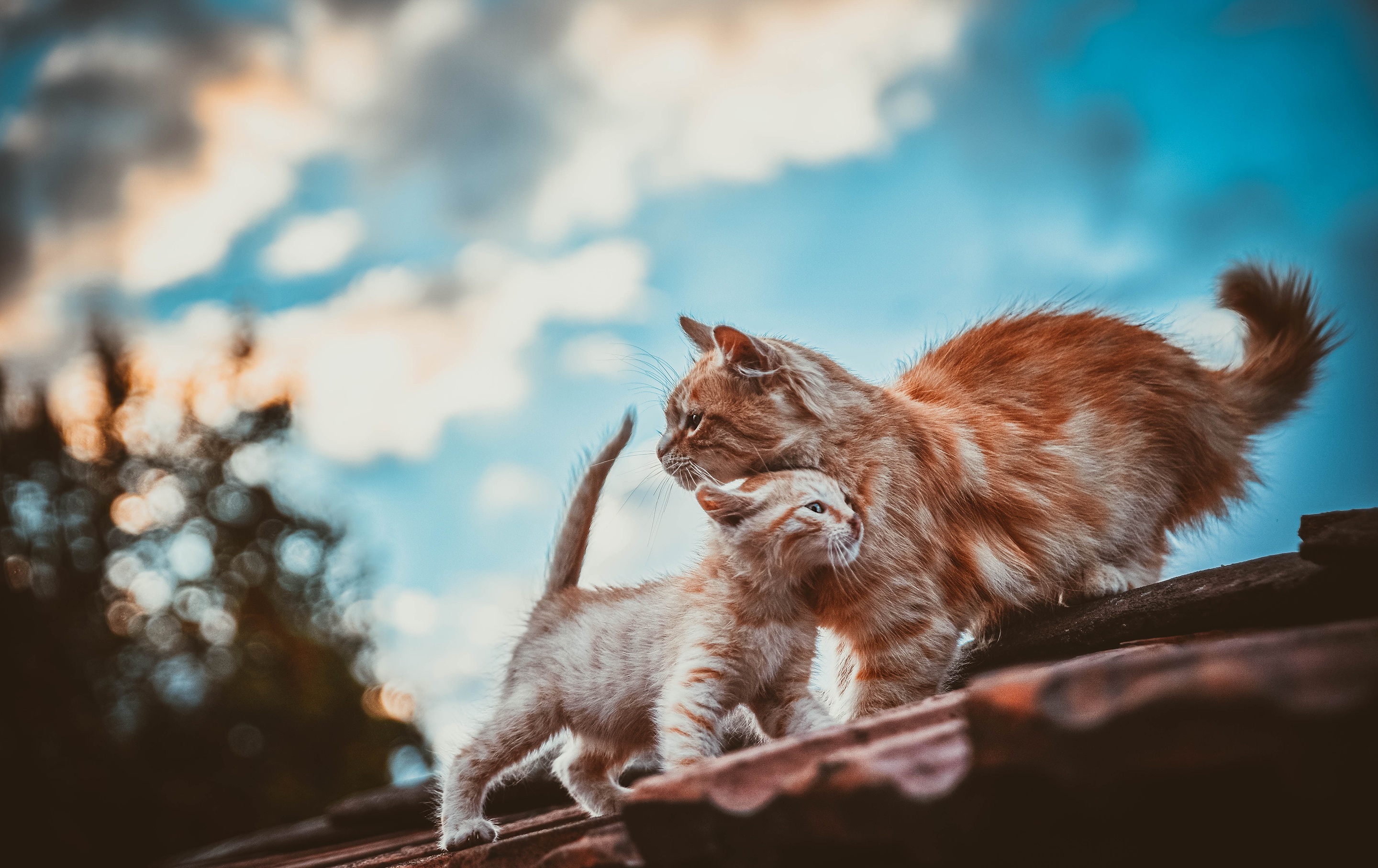 Mother cat and kitten on a roof HD Wallpaper