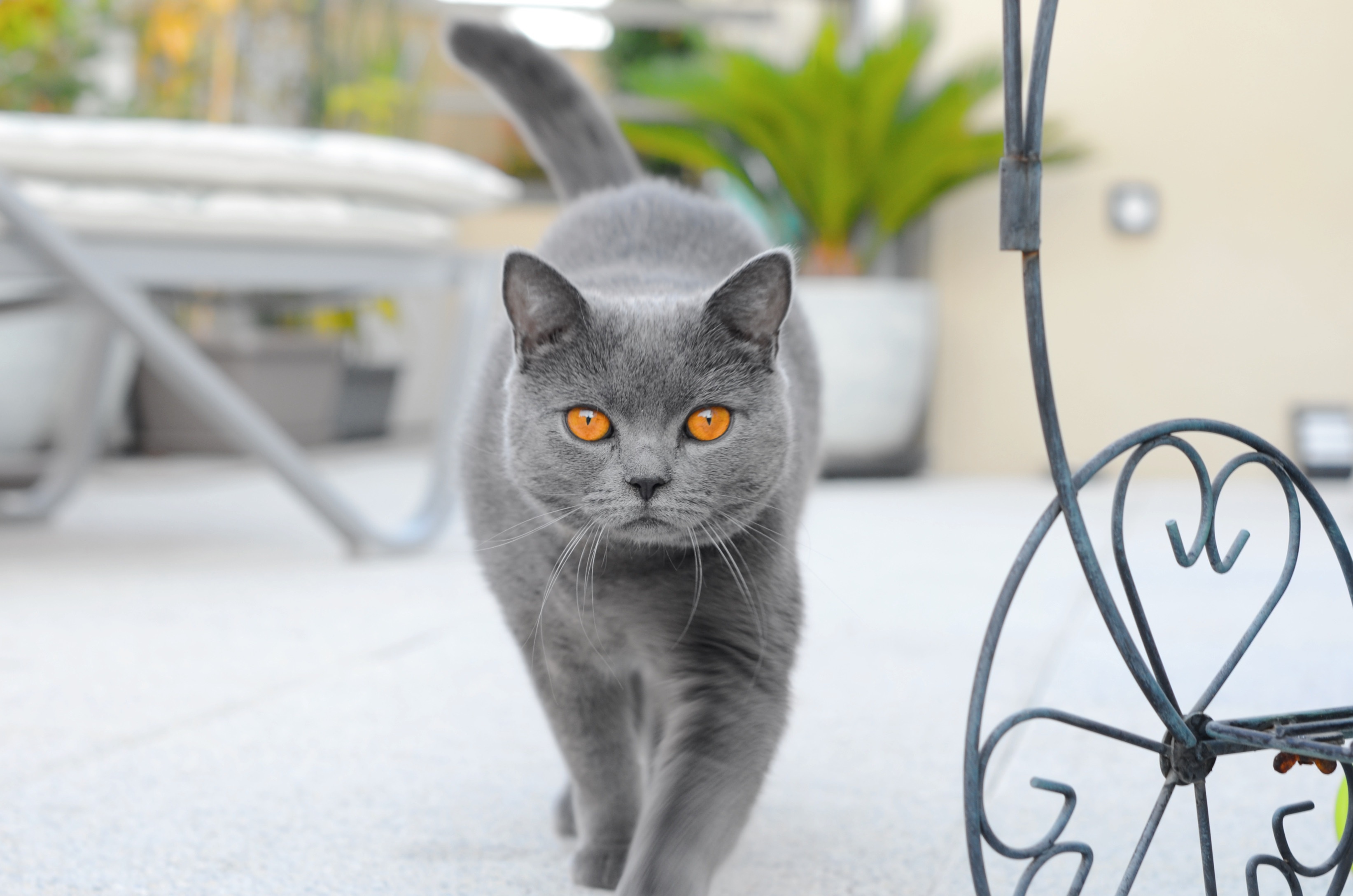 A British Shorthair cat with orange eyes walks forward HD Wallpaper