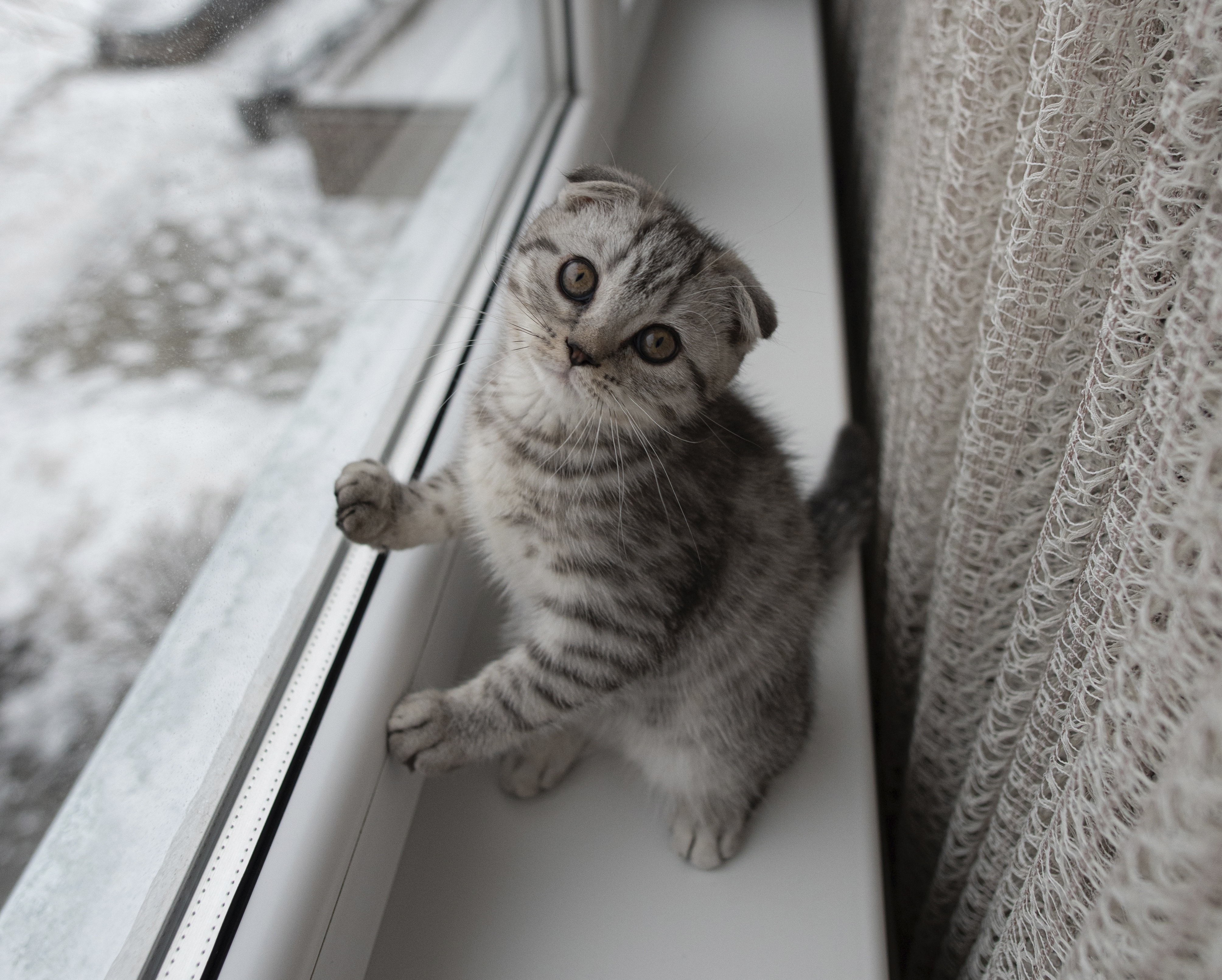 Scottish Fold kitten on windowsill 4K HD Wallpaper