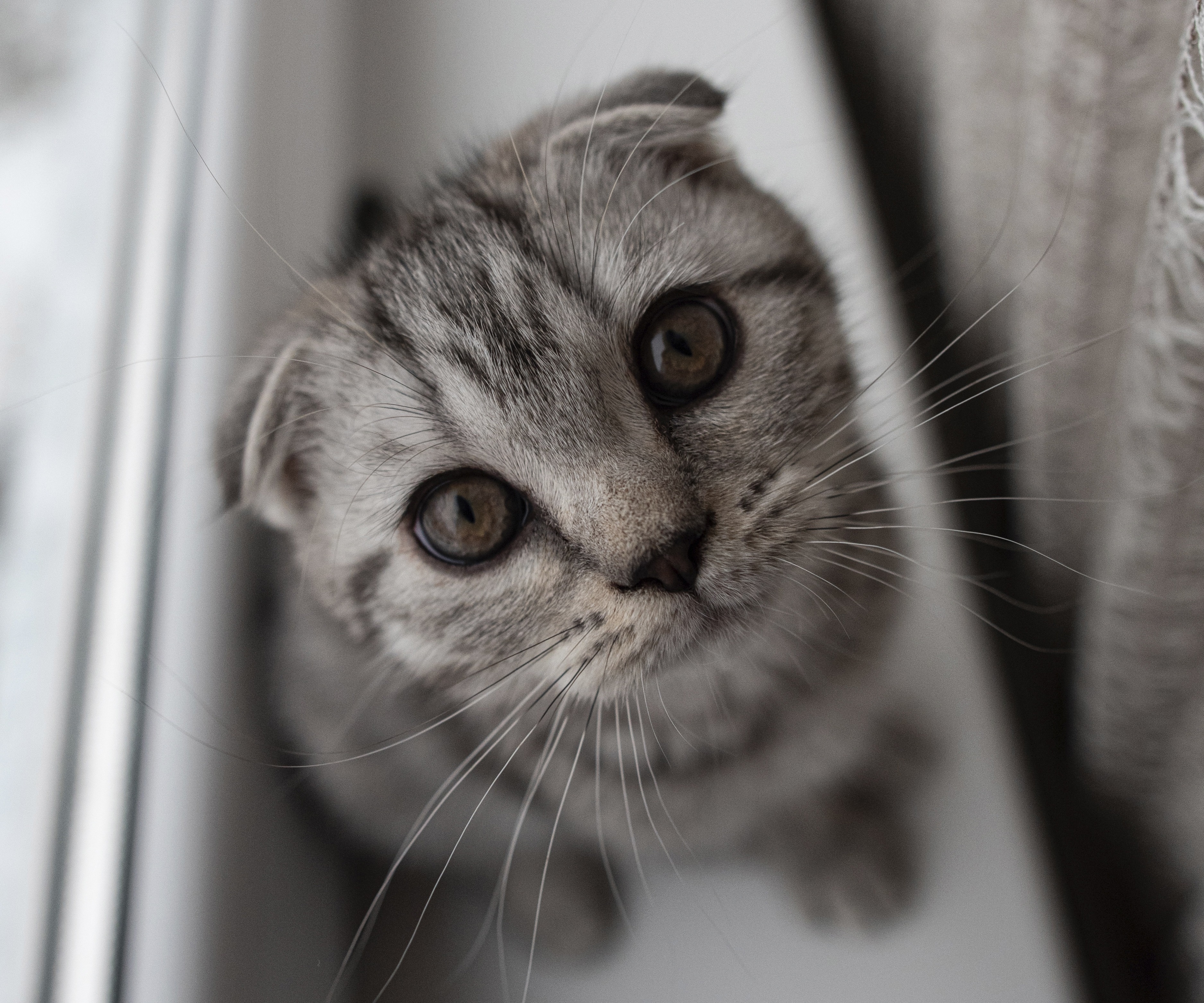 Scottish Fold kitten looking up HD Wallpaper