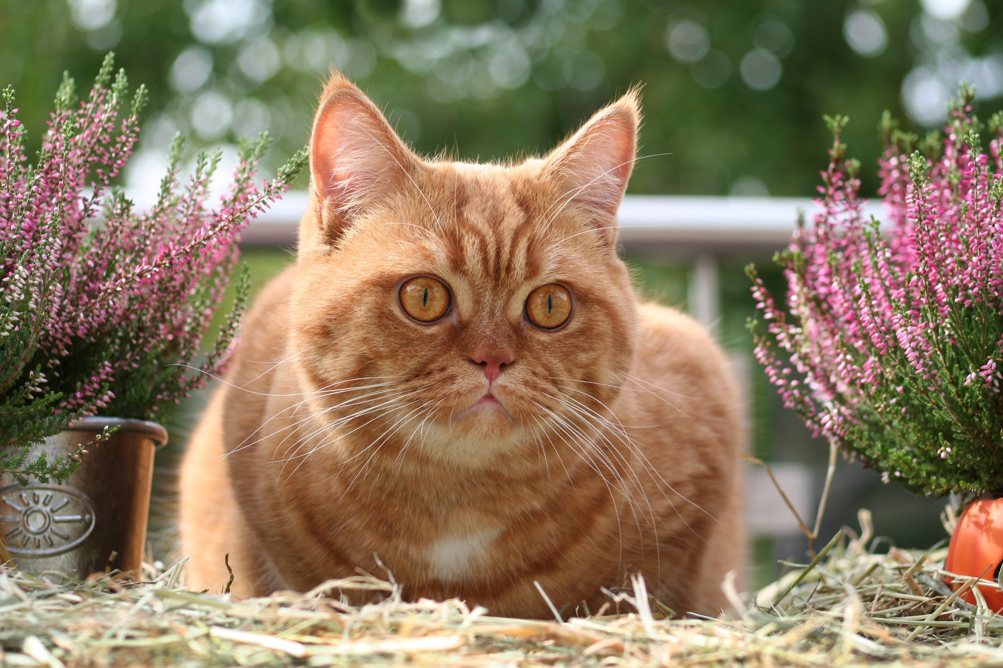 Orange British Shorthair cat with heather flowers HD Wallpaper