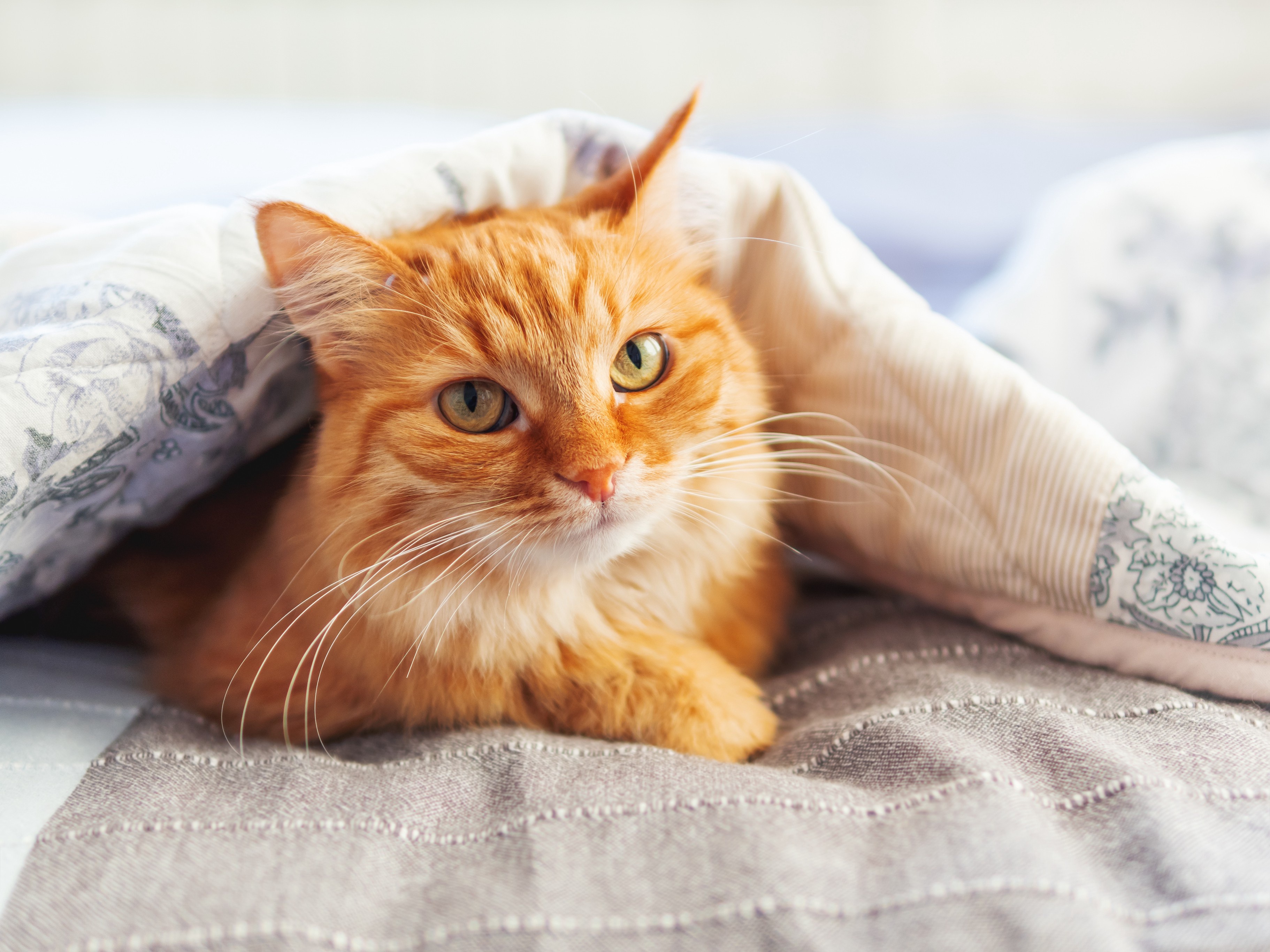 Orange cat under a blanket HD Wallpaper