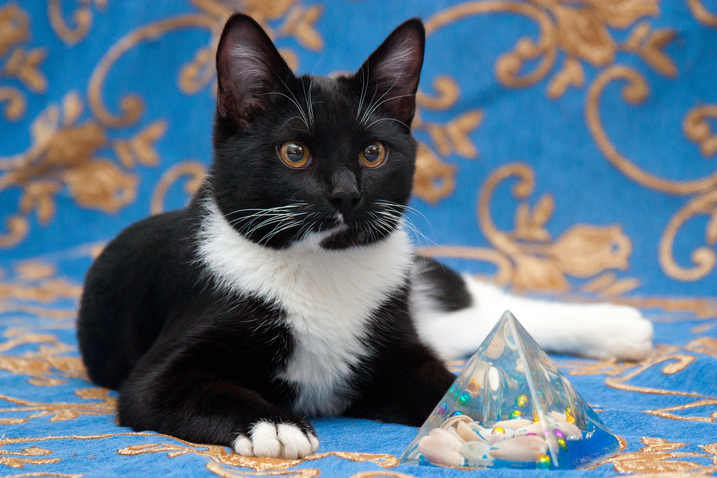 Black and white cat with pyramid HD Wallpaper