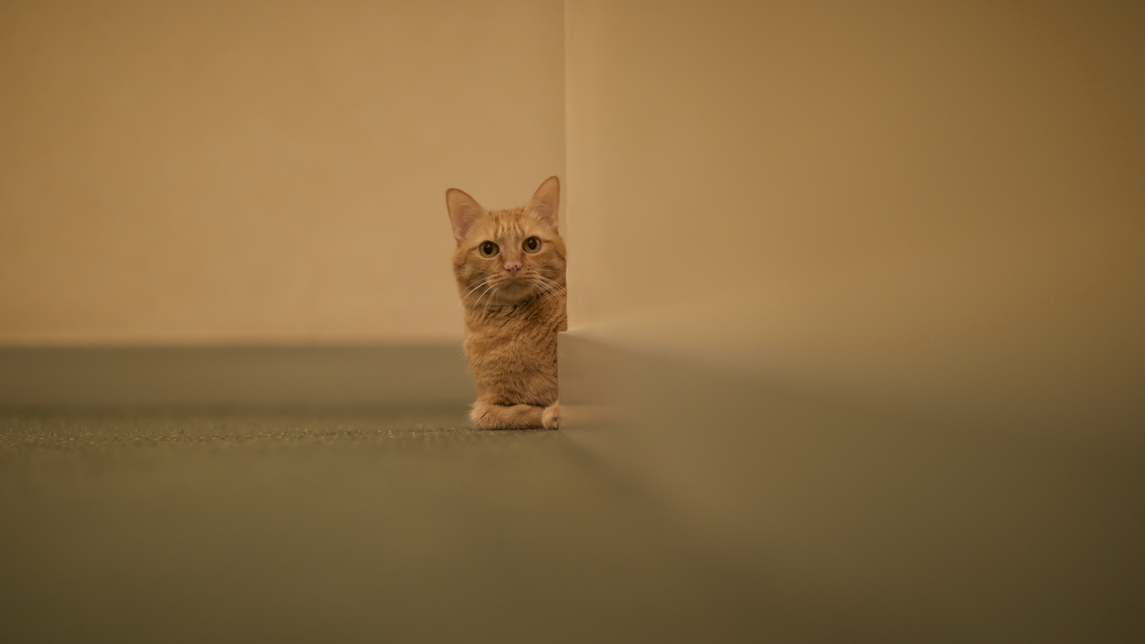 Orange cat peeking around a corner HD Wallpaper