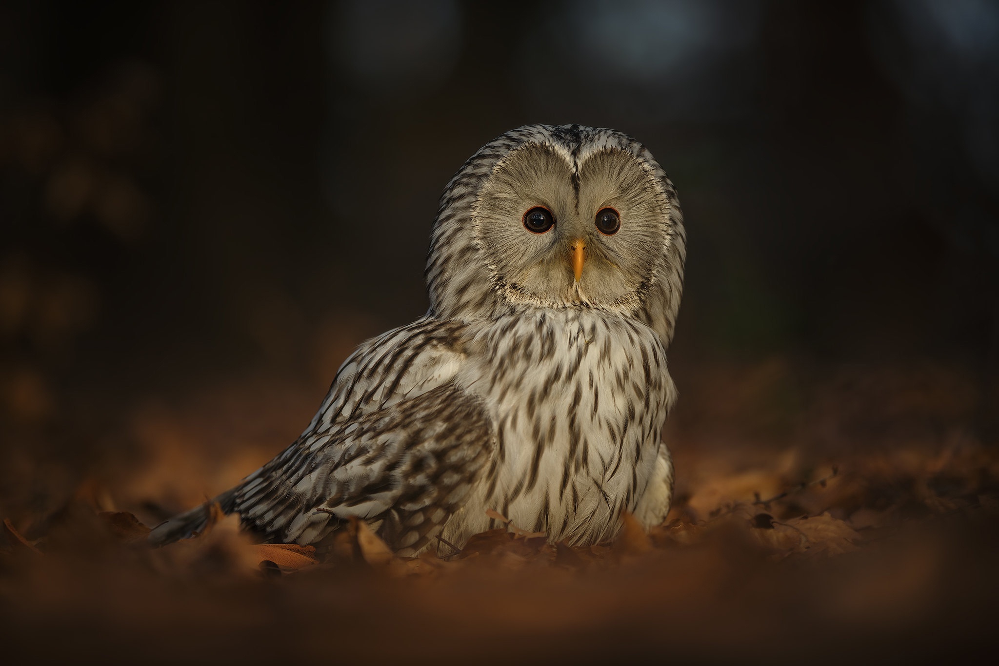 Ural Owl sitting on autumn leaves HD Wallpaper
