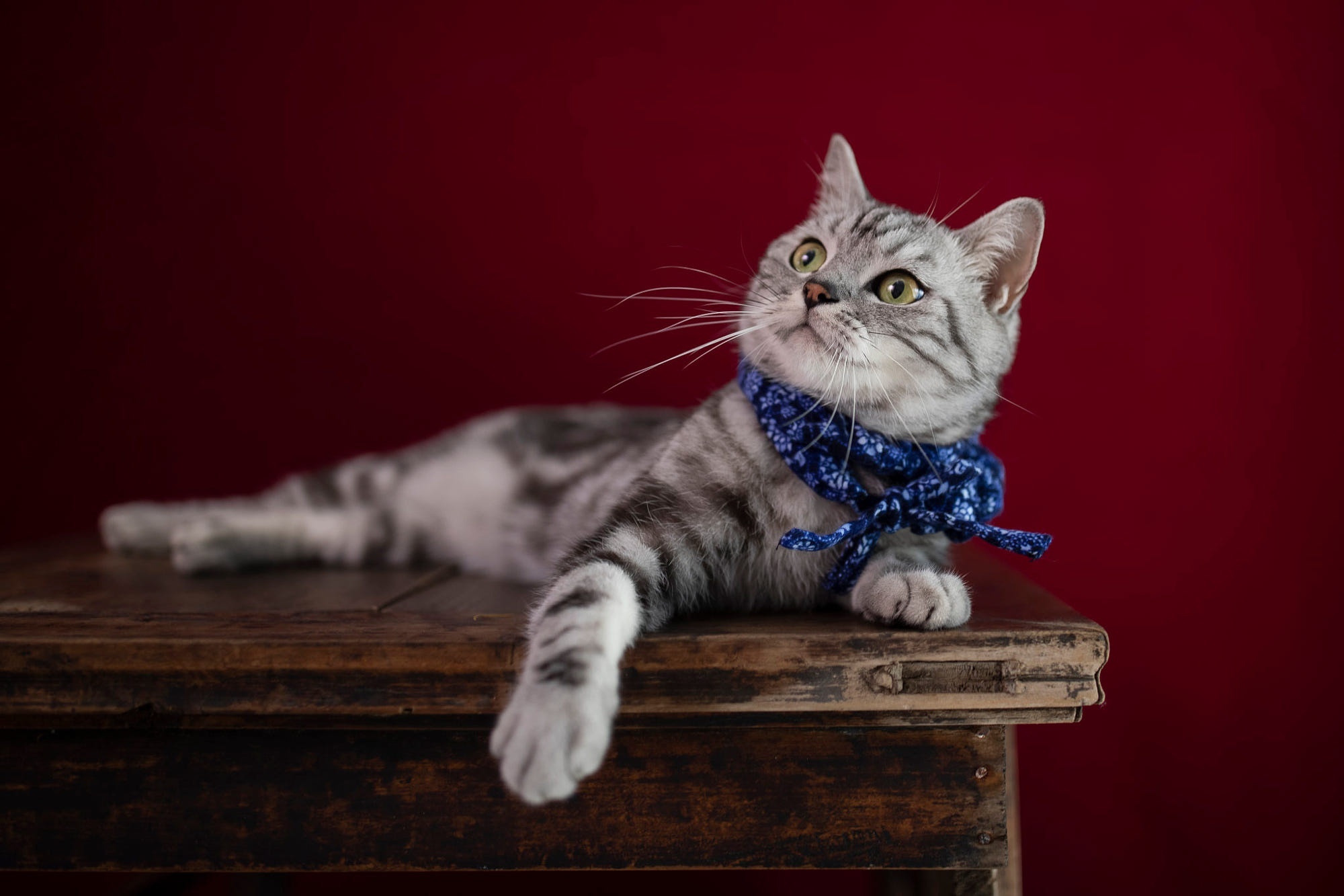 Tabby Cat Wearing Blue Scarf on Wooden Table HD Wallpaper