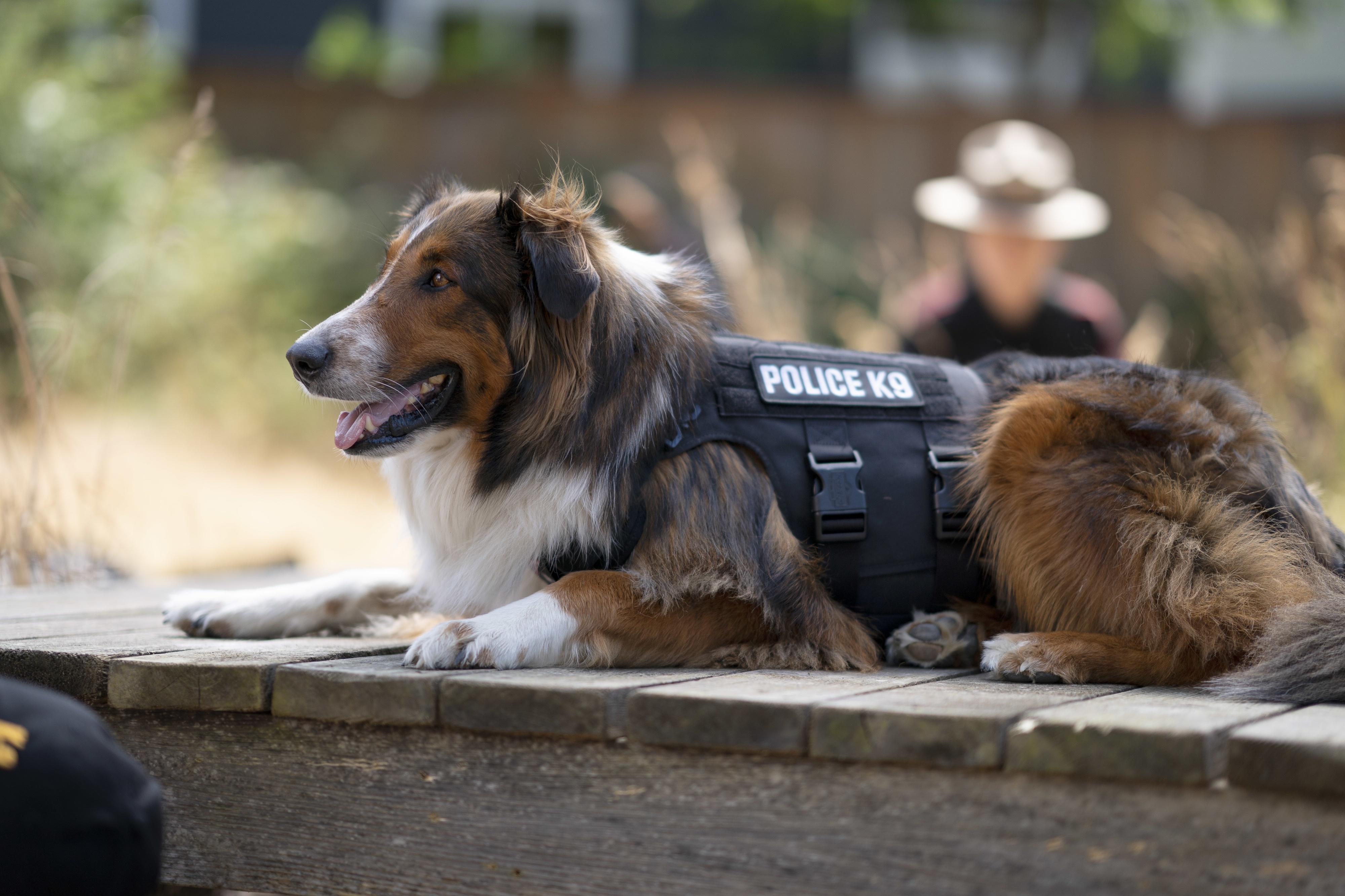 Police K9 Dog Lying on Wooden Surface HD Wallpaper