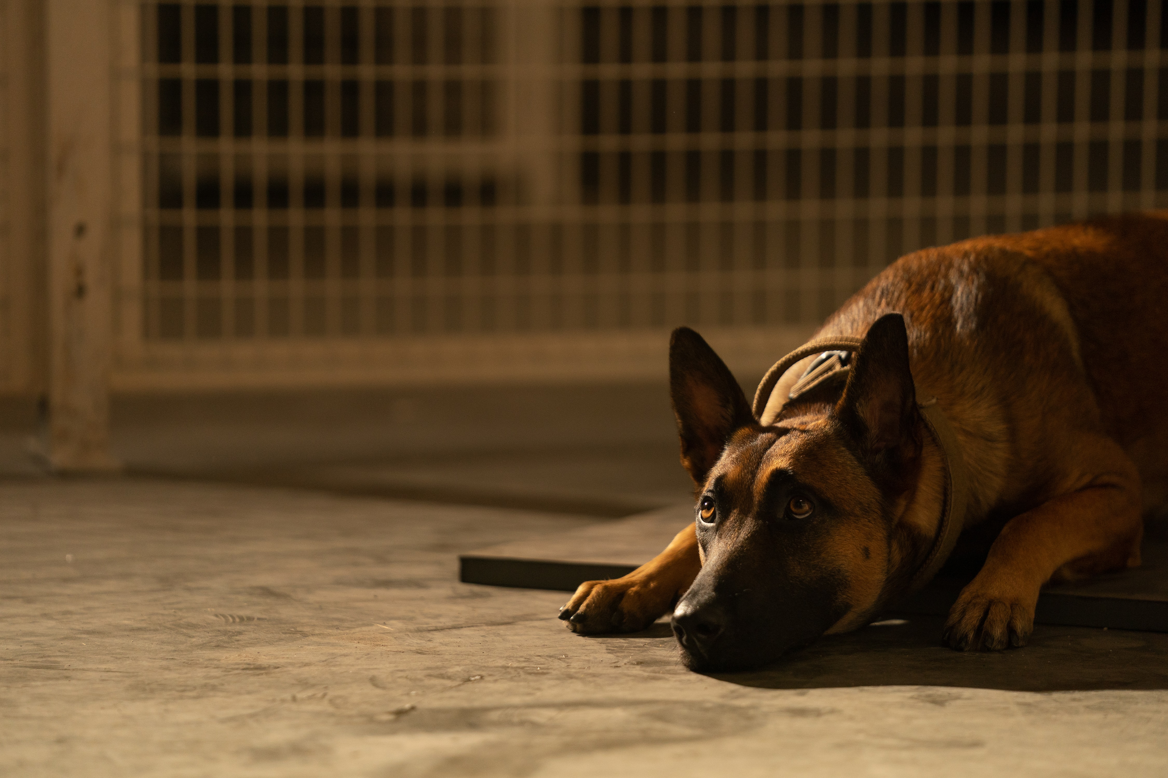 Belgian Malinois dog lying on the floor HD Wallpaper