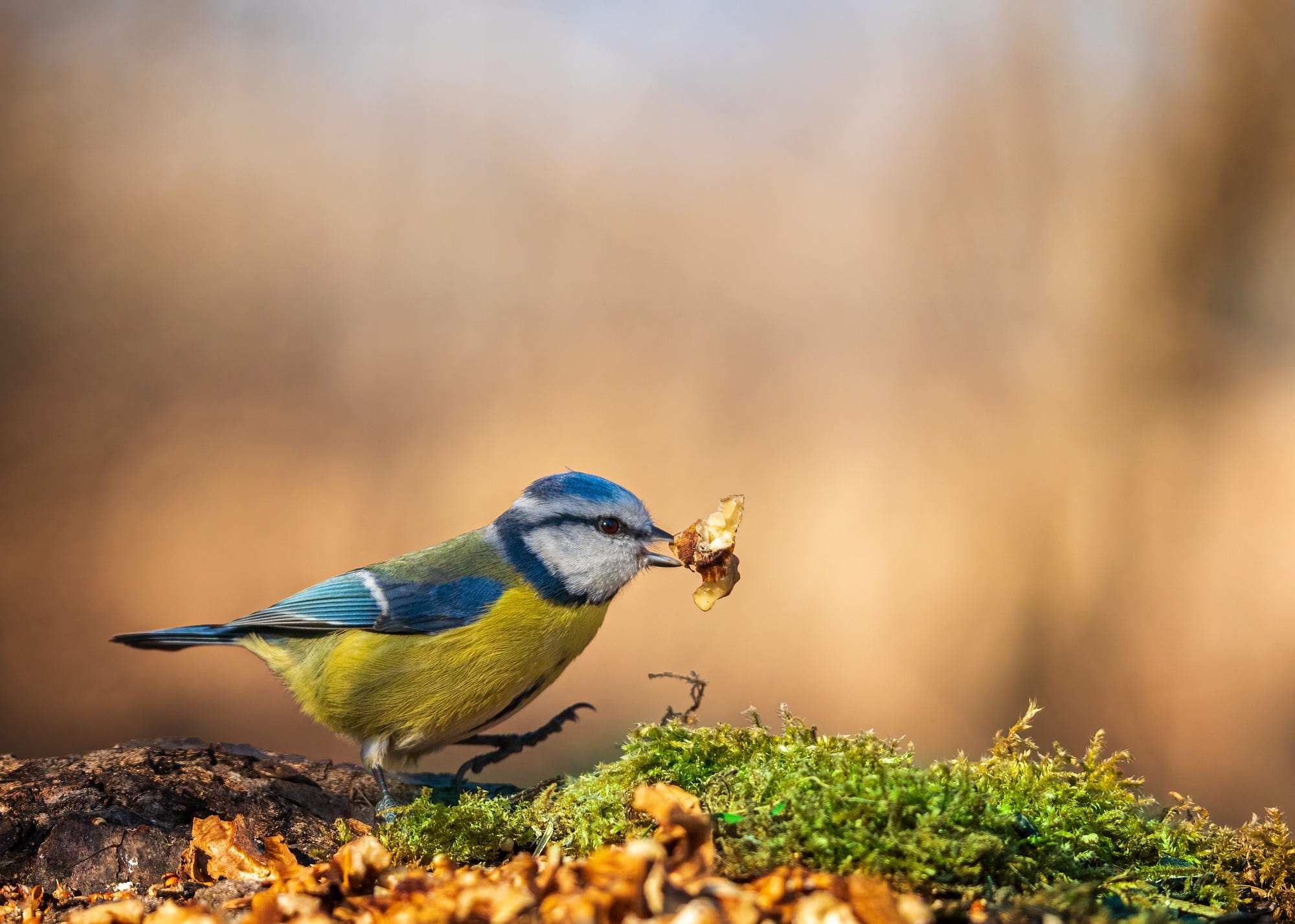 Blue Titmouse holding food on a mossy branch HD Wallpaper