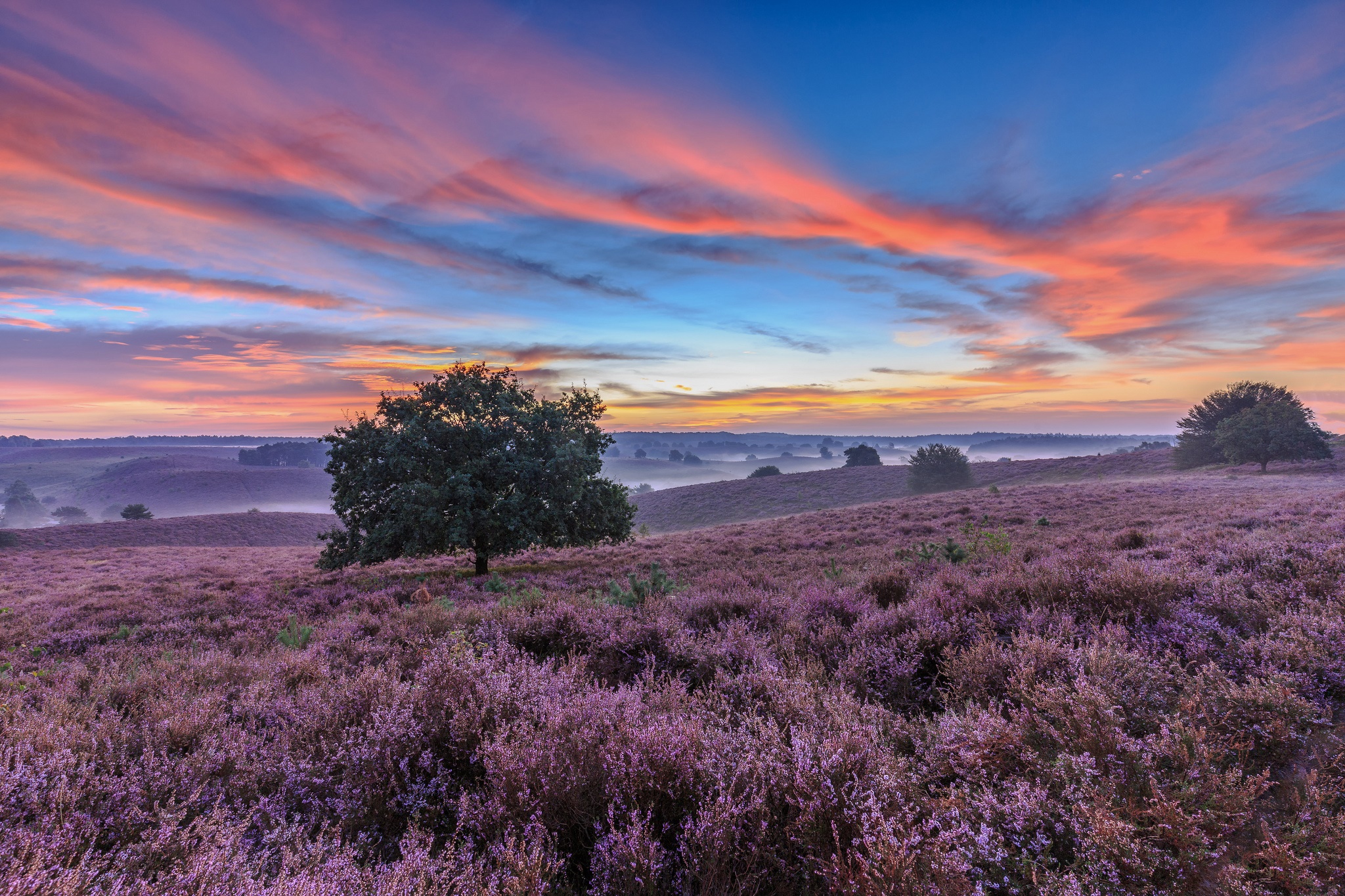 Heather fields and trees at sunrise in the Netherlands HD Wallpaper