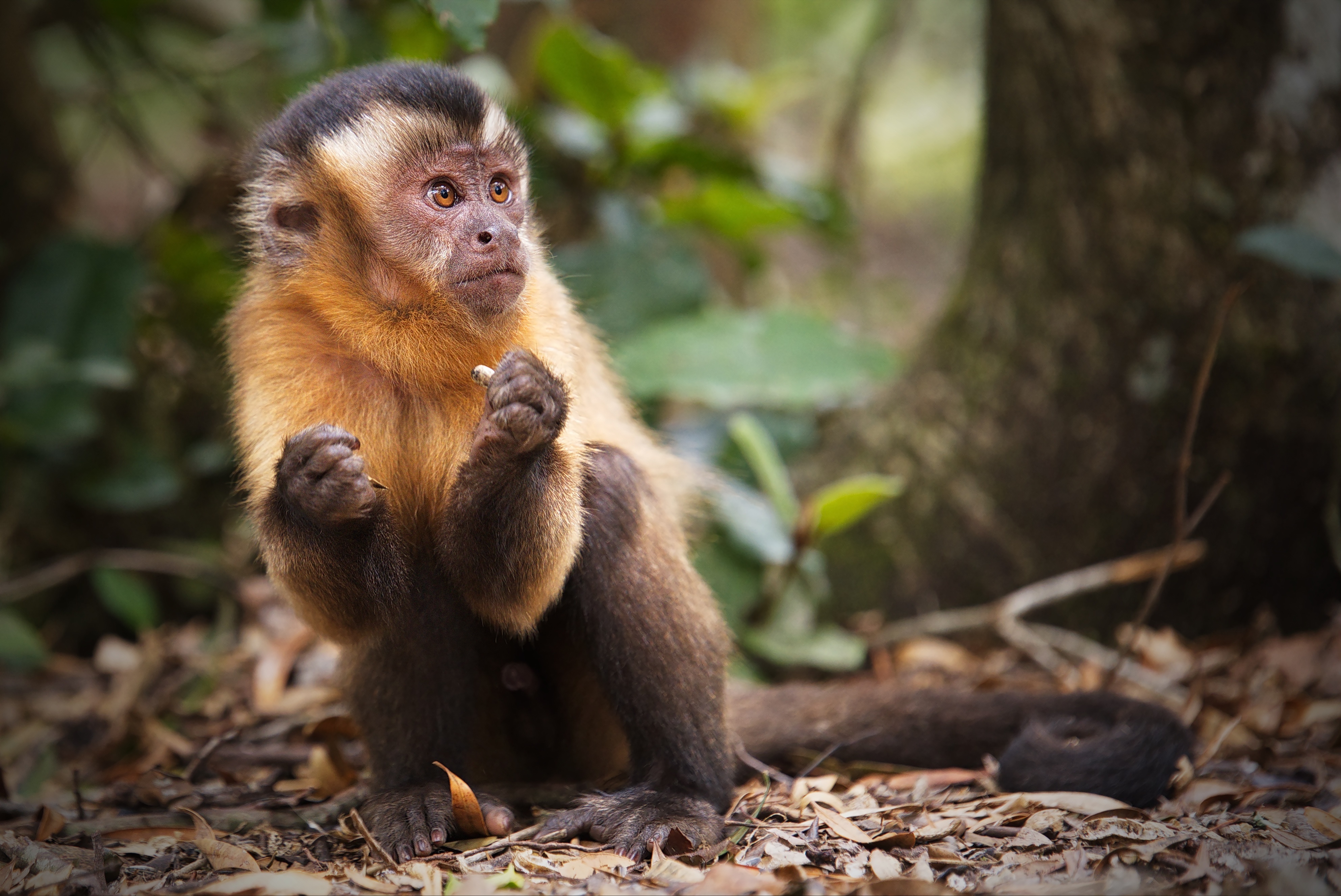 Capuchin Monkey in Forest 4K HD Wallpaper