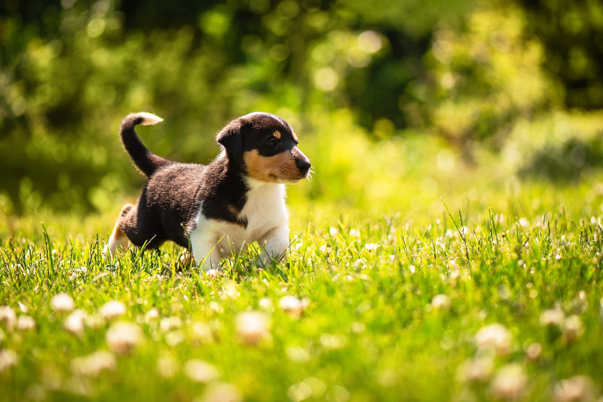 Tricolor puppy in green grass HD Wallpaper
