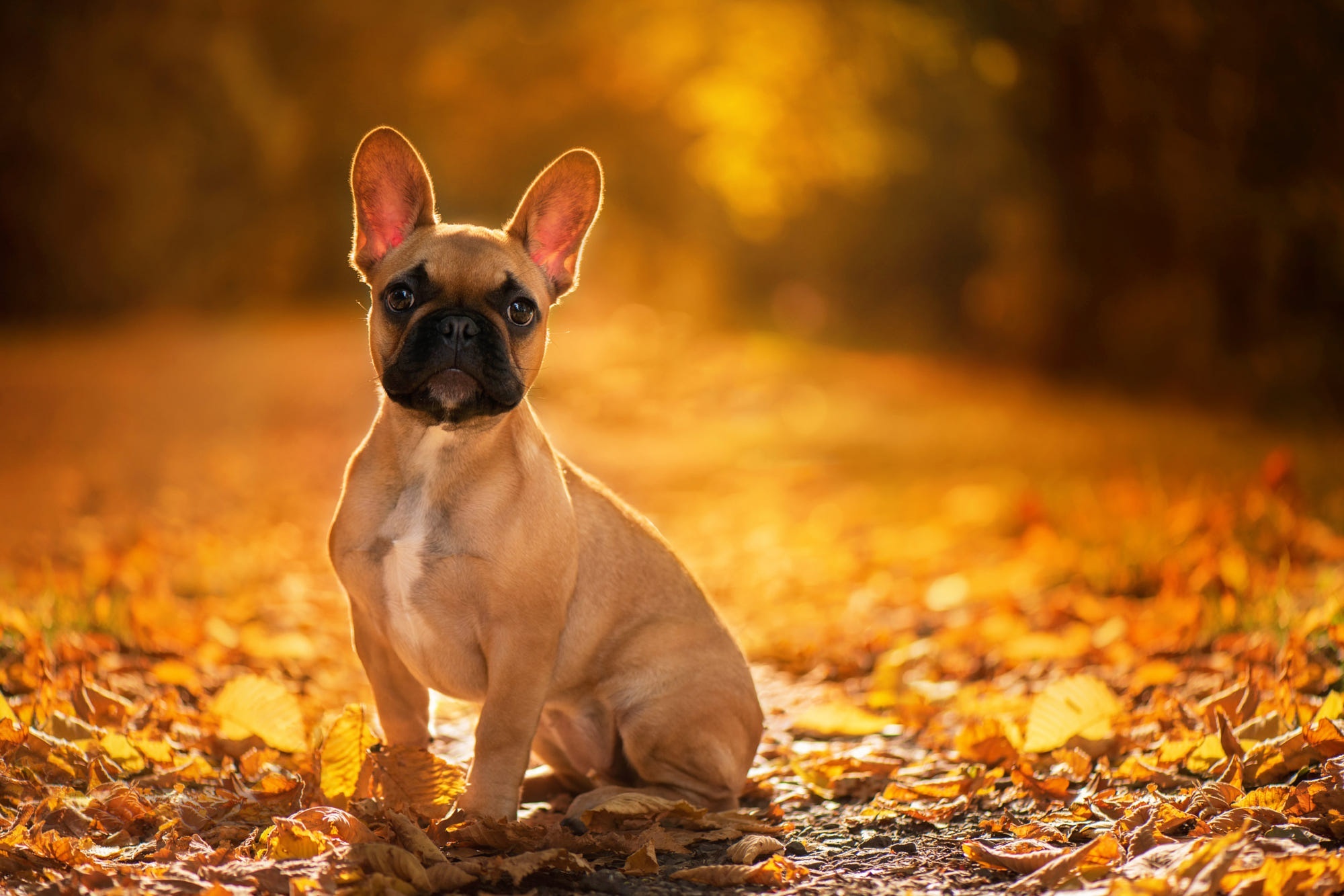 French Bulldog sitting in autumn leaves HD Wallpaper