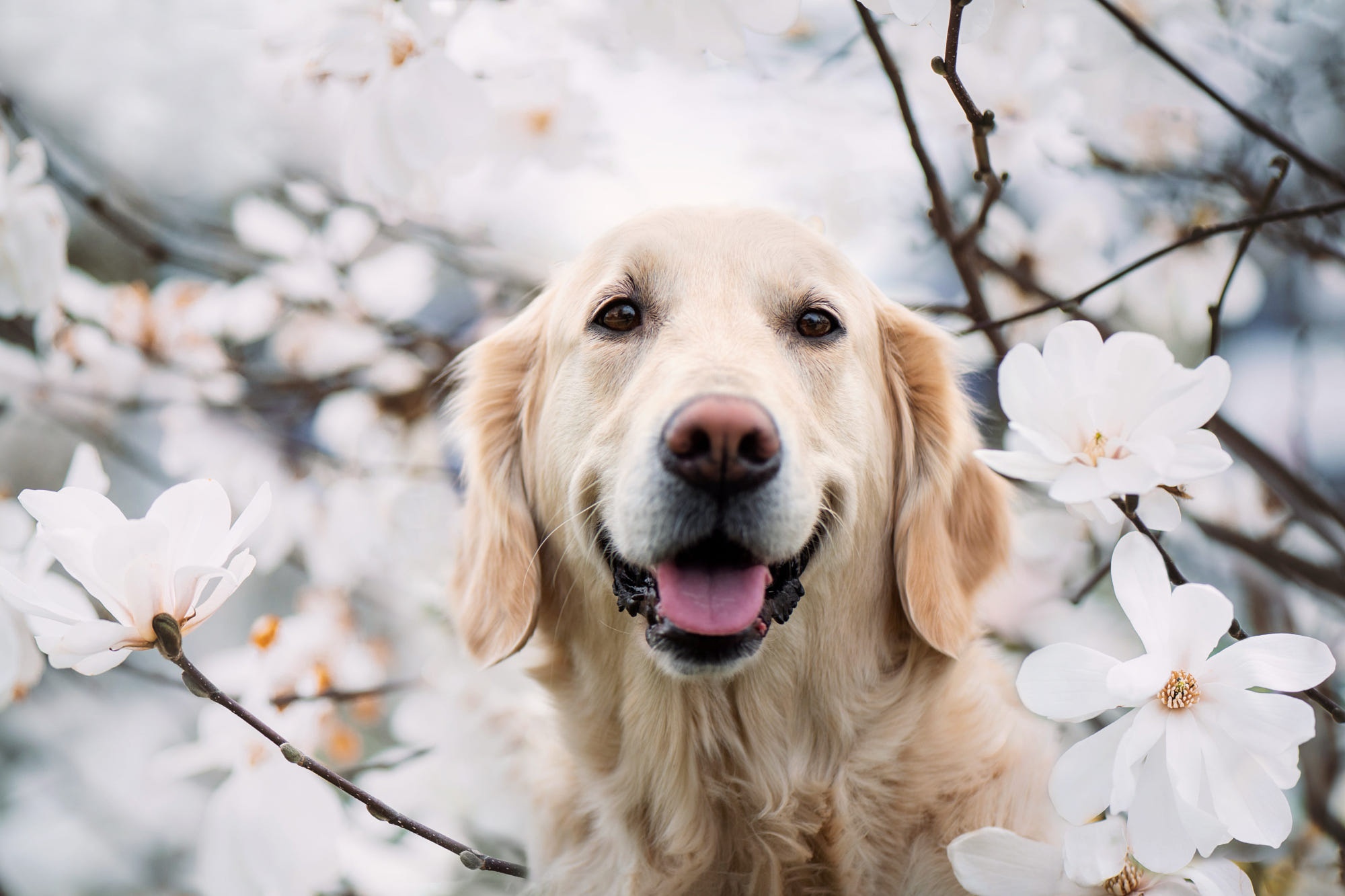 Golden Retriever Dog Among White Flowers HD Wallpaper