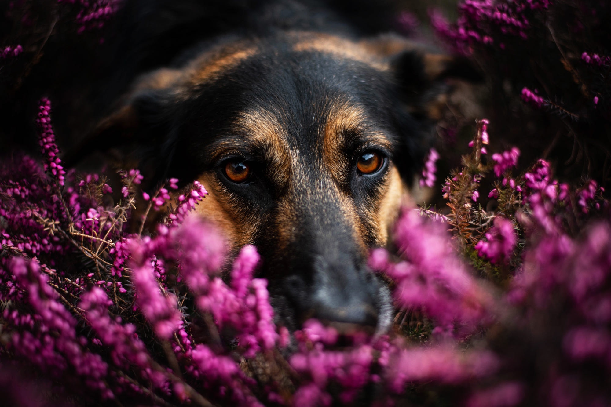 German Shepherd dog among purple flowers HD Wallpaper