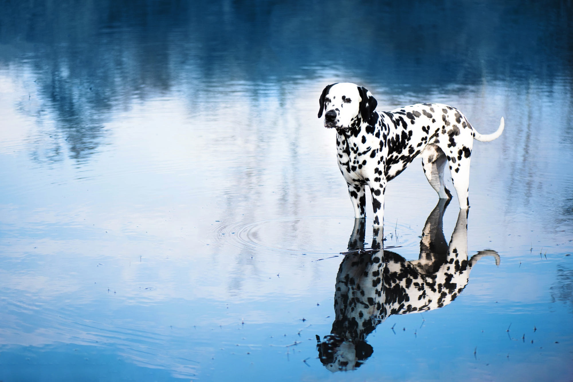 Dalmatian standing in water with reflection HD Wallpaper