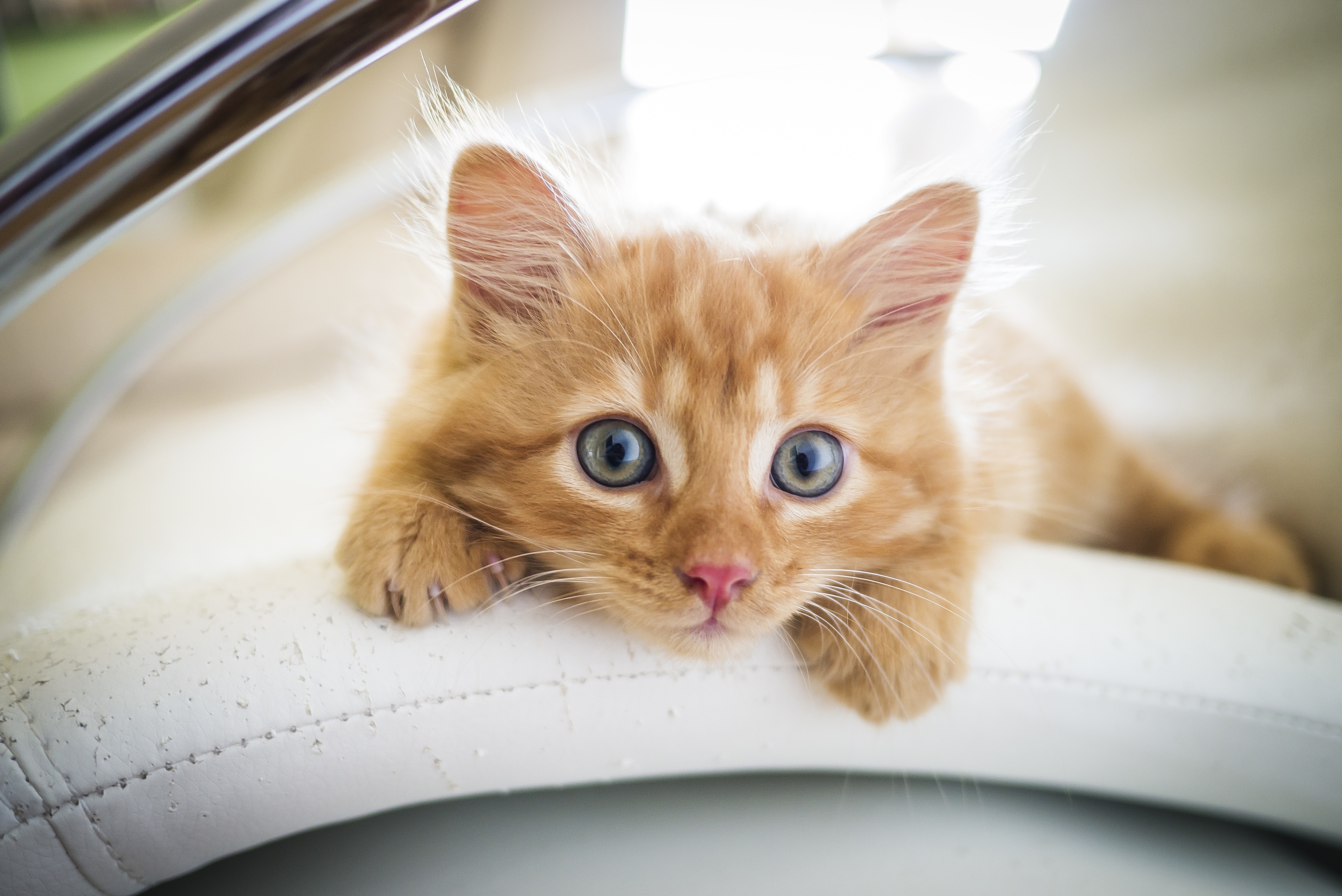 Orange Kitten Lying on a White Surface HD Wallpaper