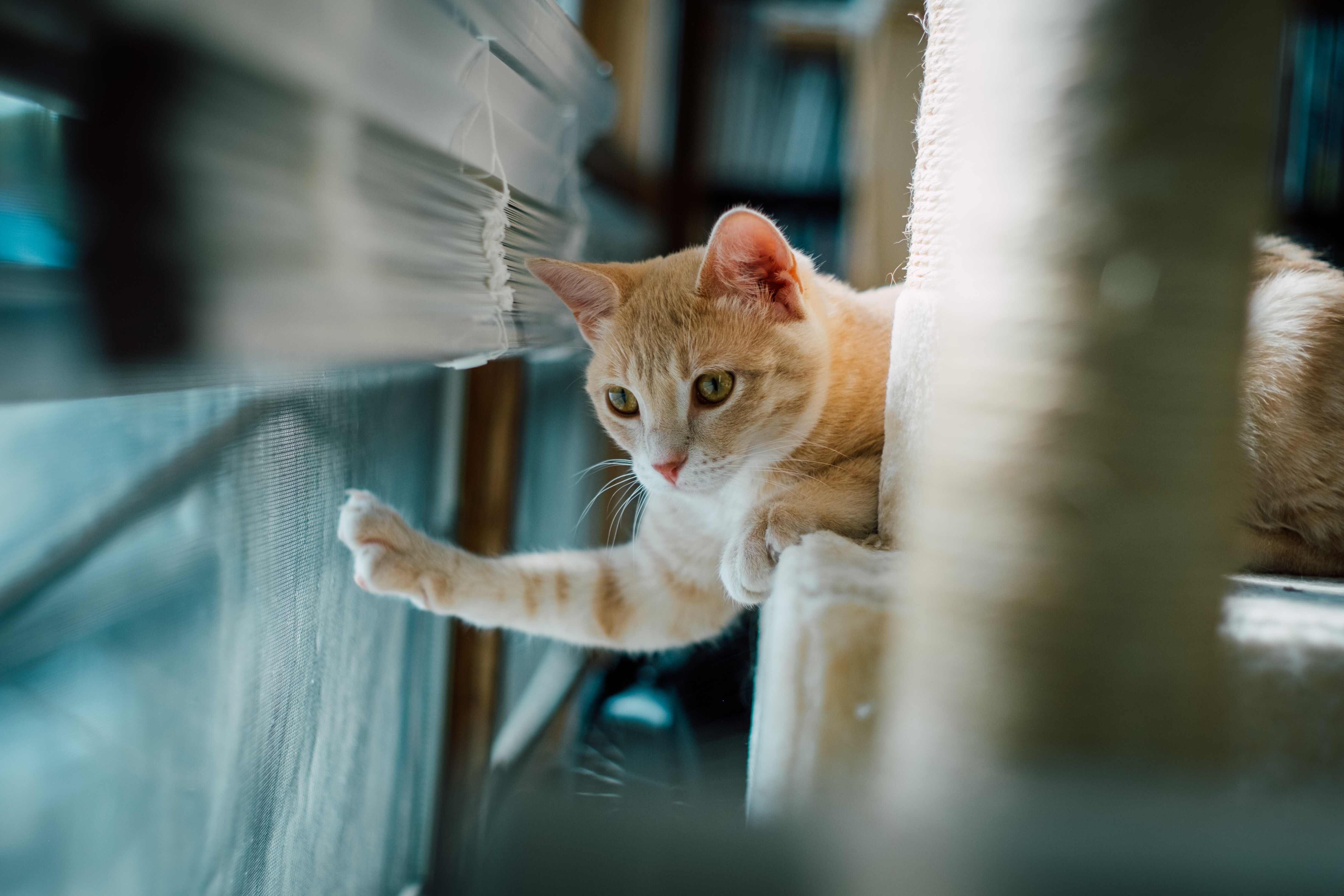 Orange tabby cat reaching out a paw HD Wallpaper