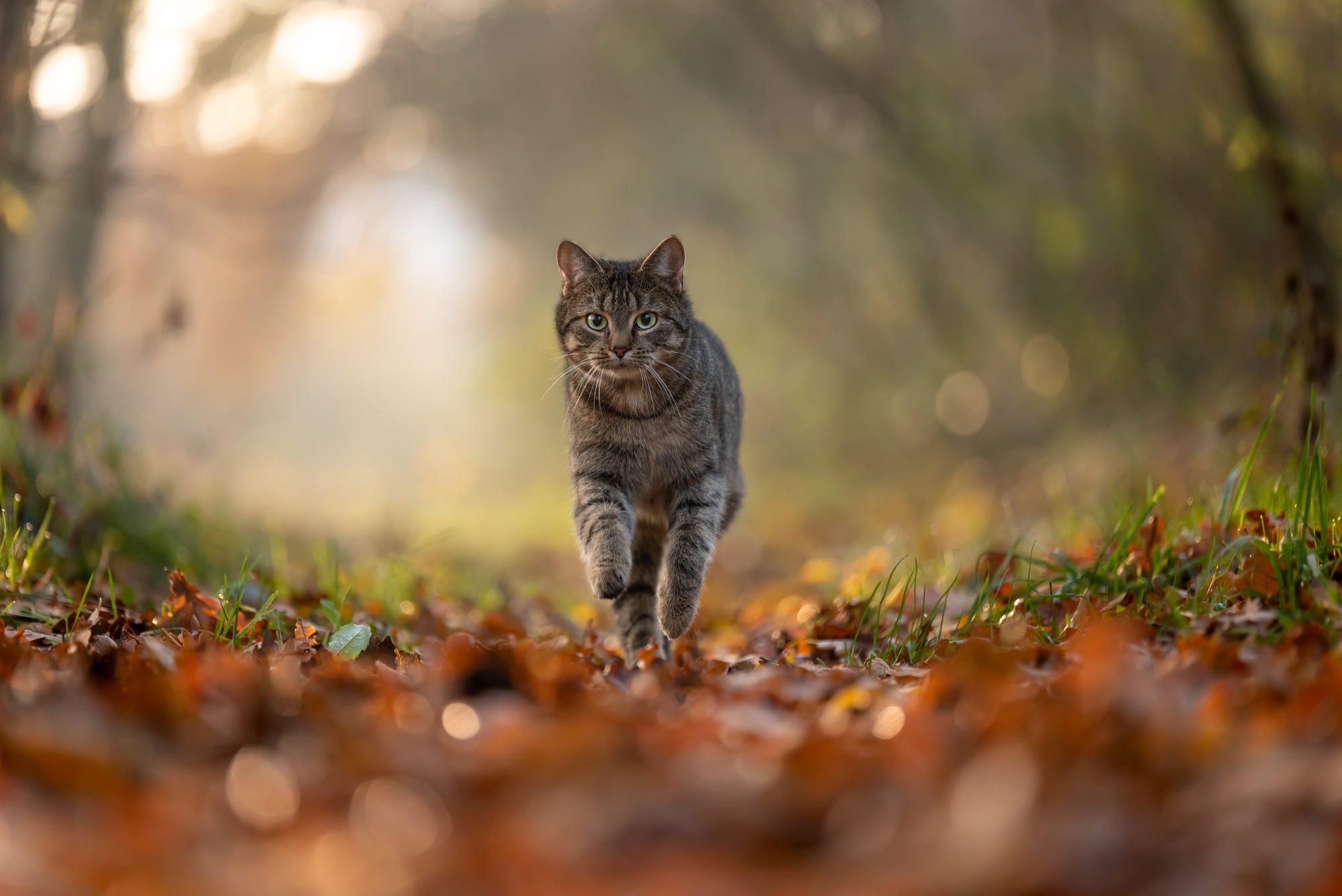 Tabby cat walking on a path in autumn HD Wallpaper