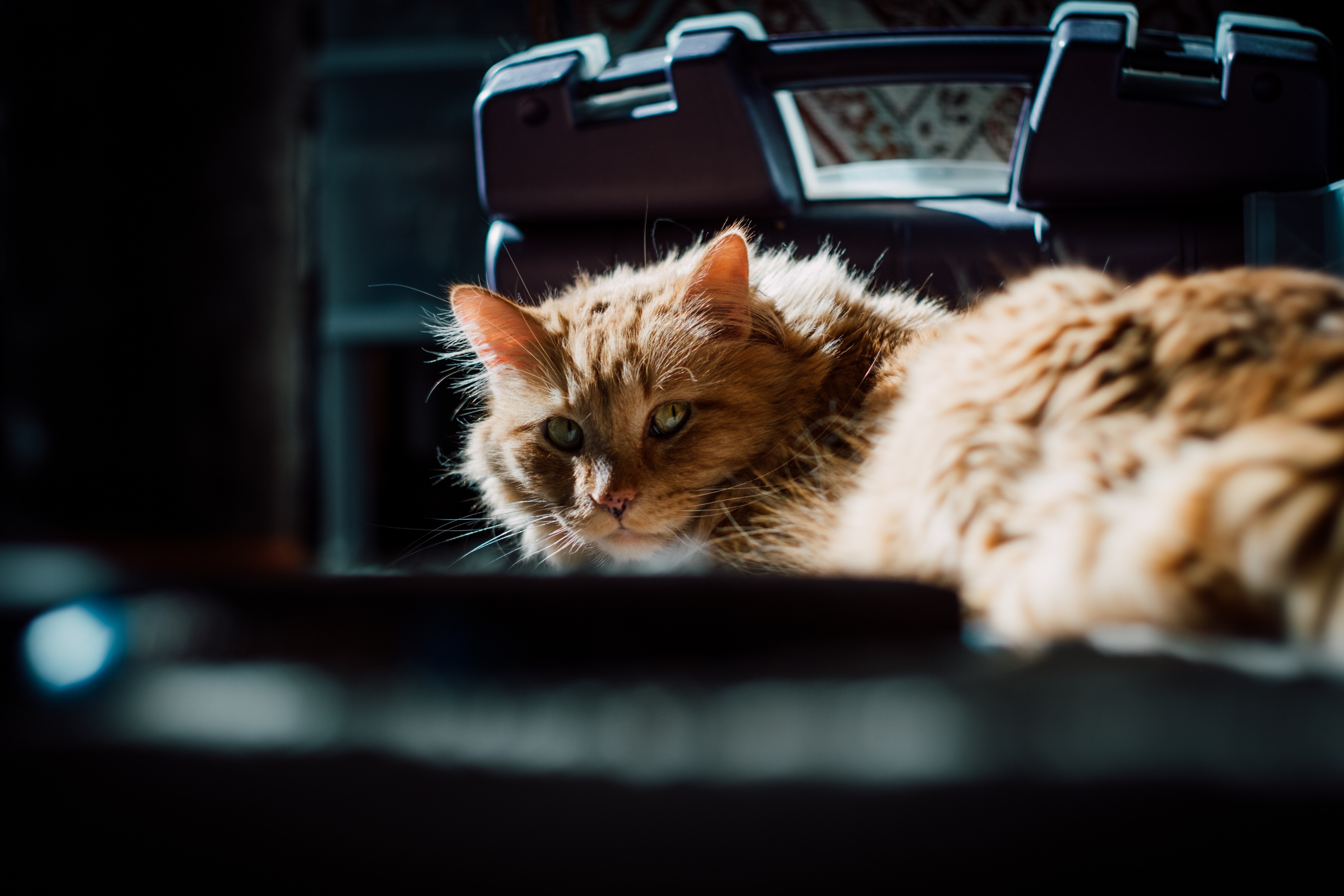 Orange cat lying down in sunlight HD Wallpaper
