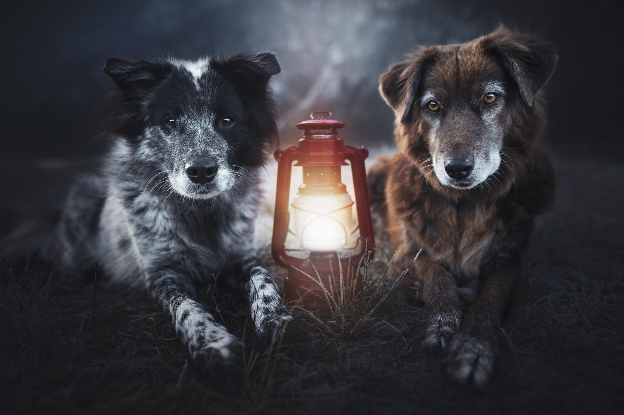 Two dogs and a lantern HD Wallpaper
