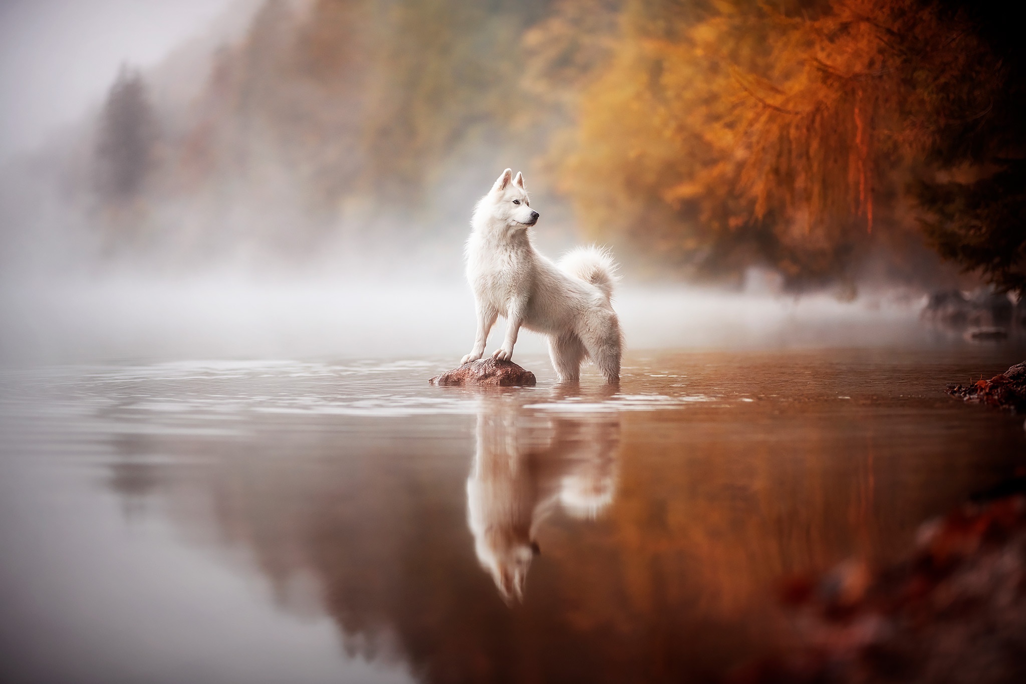 White dog standing on a rock in a misty lake HD Wallpaper