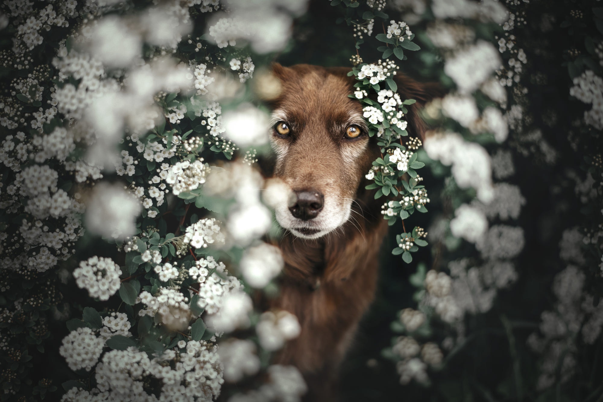 Brown dog with yellow eyes surrounded by white flowers HD Wallpaper