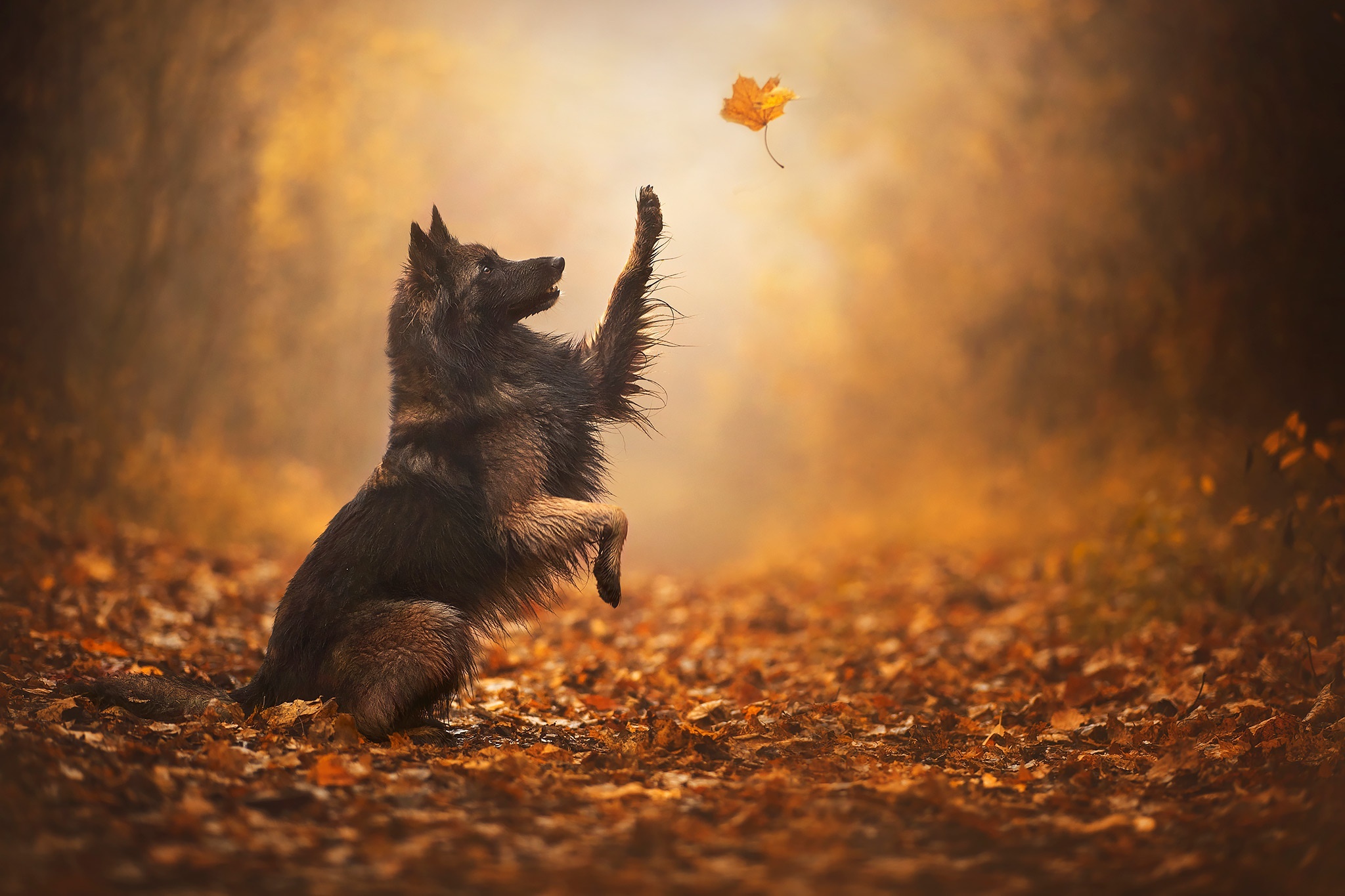 German Shepherd playing with a leaf in autumn HD Wallpaper