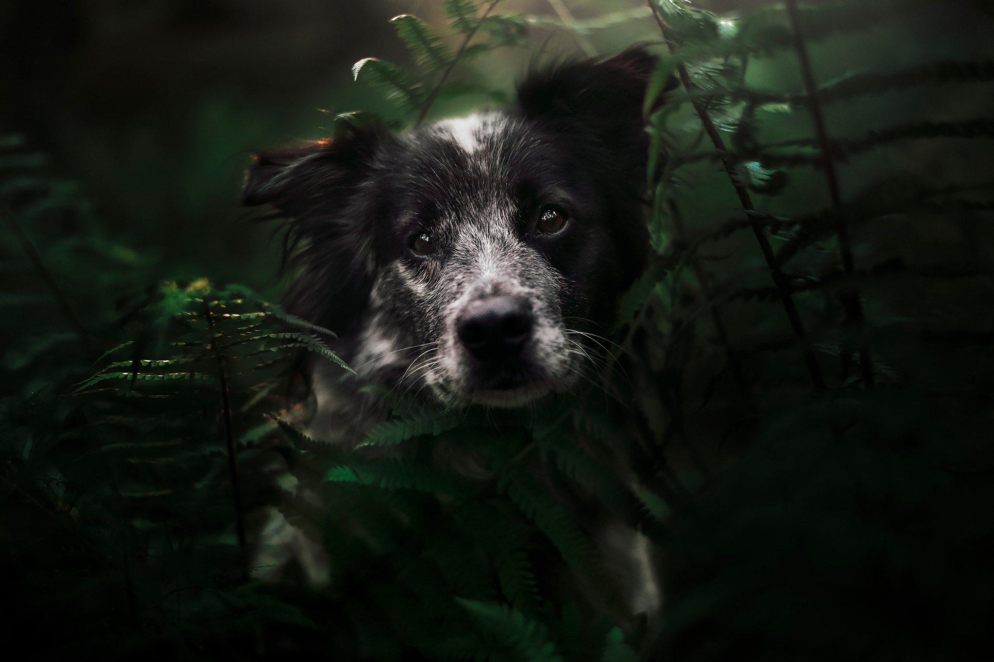 Border Collie peeking through ferns HD Wallpaper