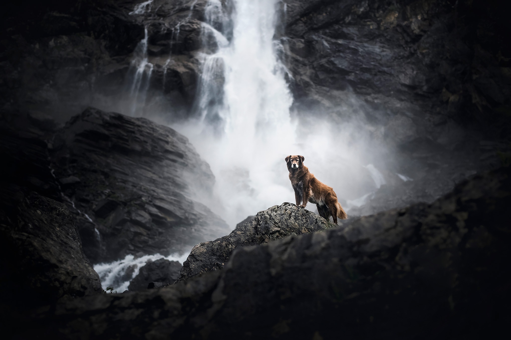 Brown dog standing on rocks near waterfall HD Wallpaper
