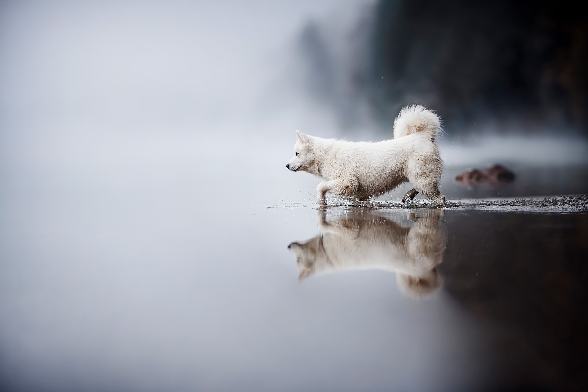 White dog walking in water with reflection HD Wallpaper