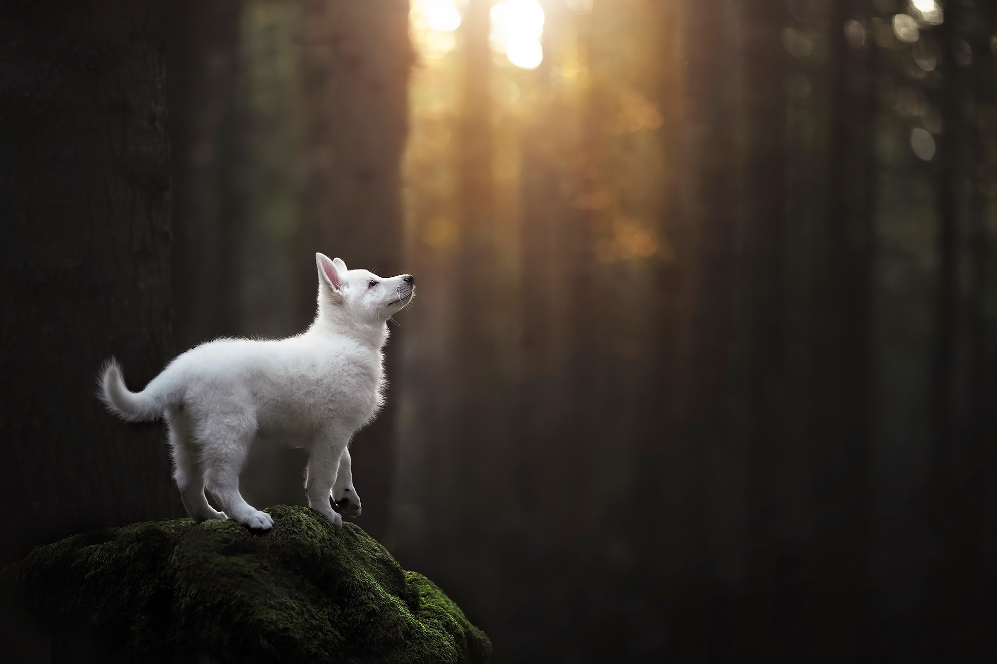 White Swiss Shepherd puppy on mossy rock in forest HD Wallpaper