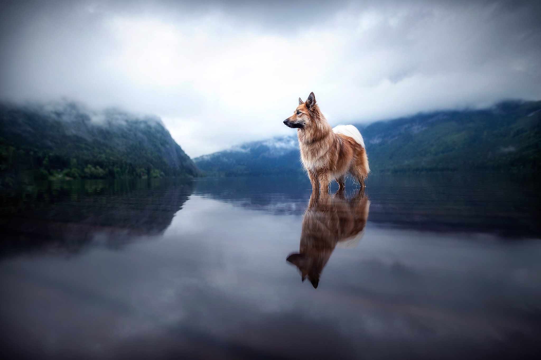 A dog standing in a lake with mountains in the background HD Wallpaper