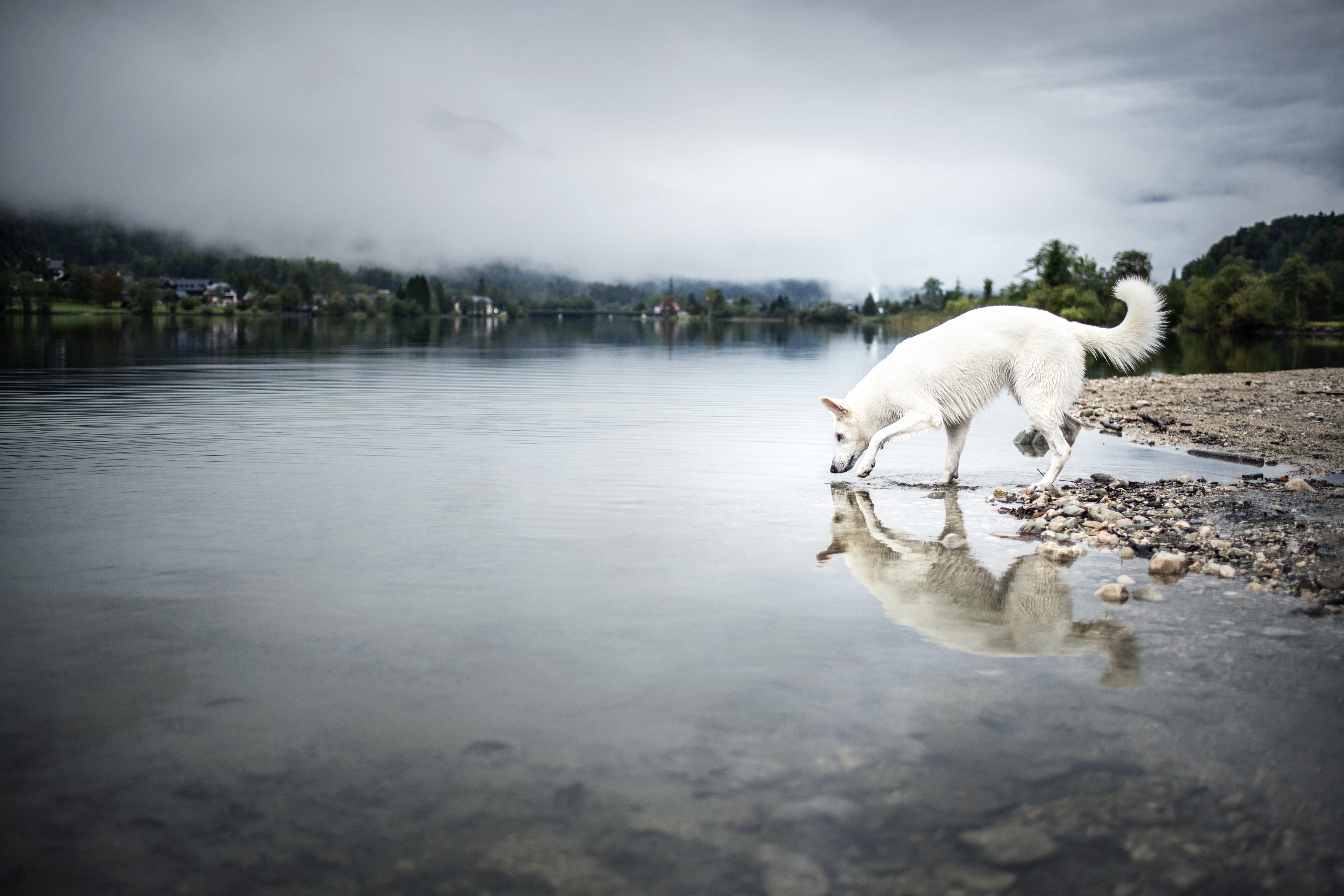 White Swiss Shepherd drinking water from lake HD Wallpaper