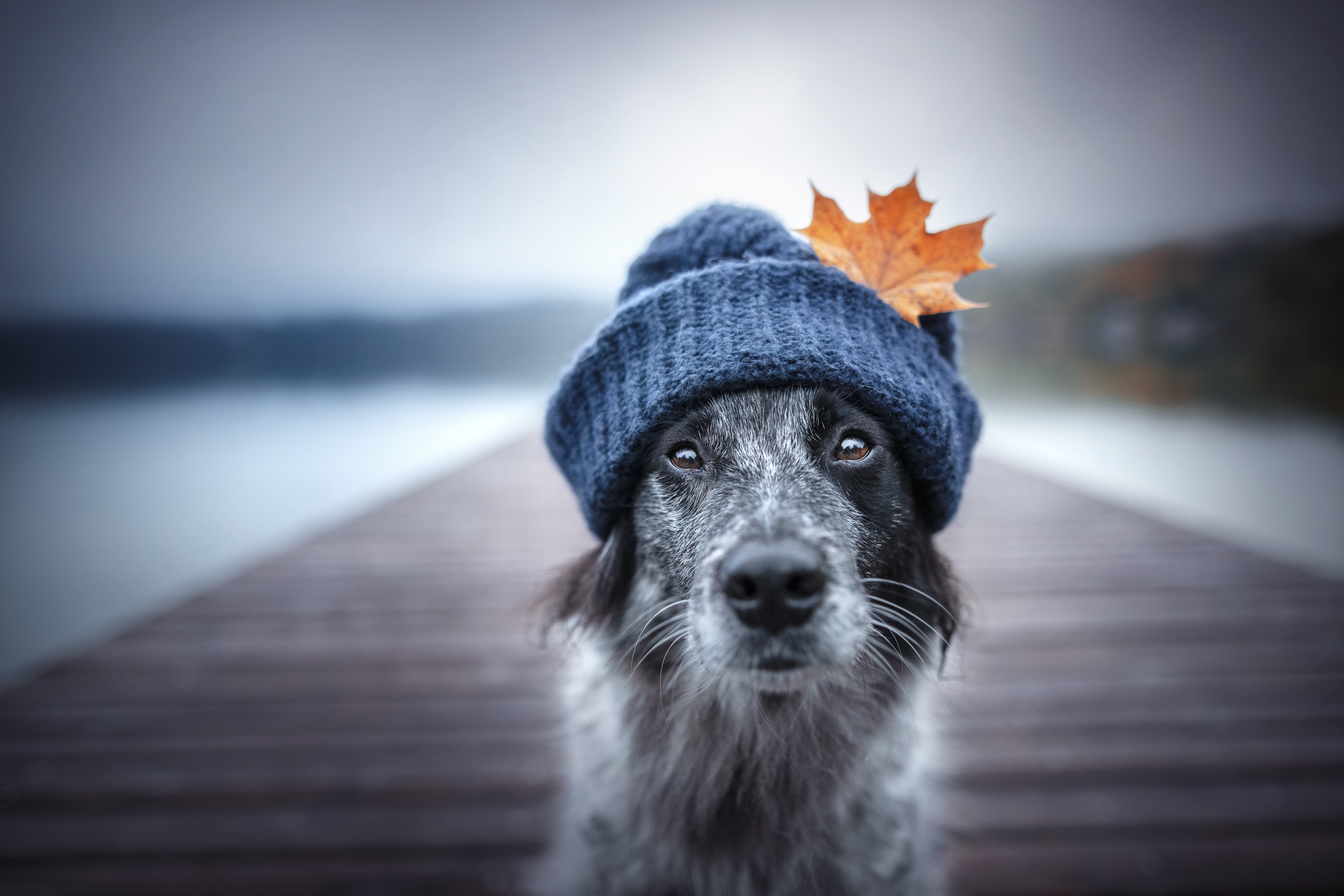 Dog wearing a hat with a leaf HD Wallpaper