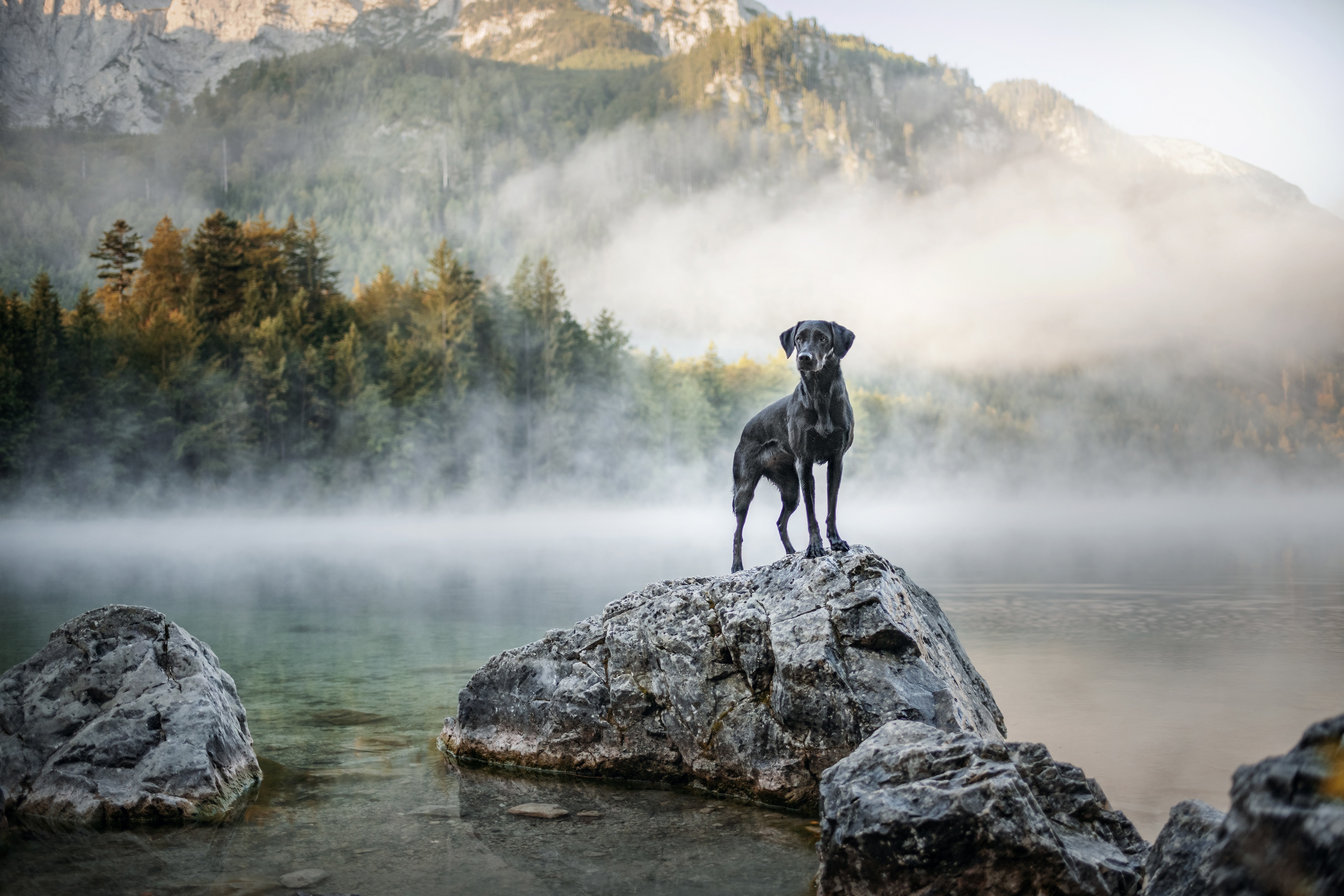 Black Labrador Retriever on a rock in a misty lake HD Wallpaper