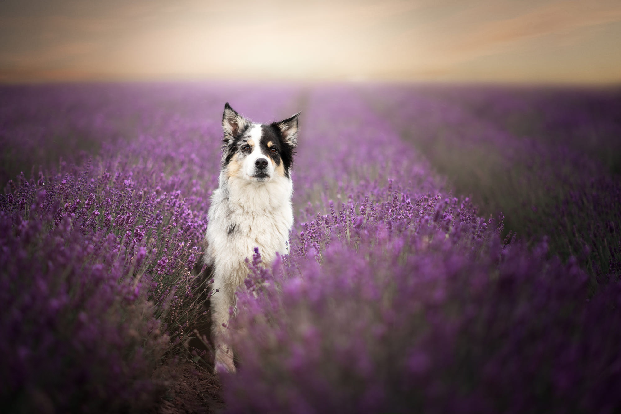 Border Collie in a Lavender Field HD Wallpaper