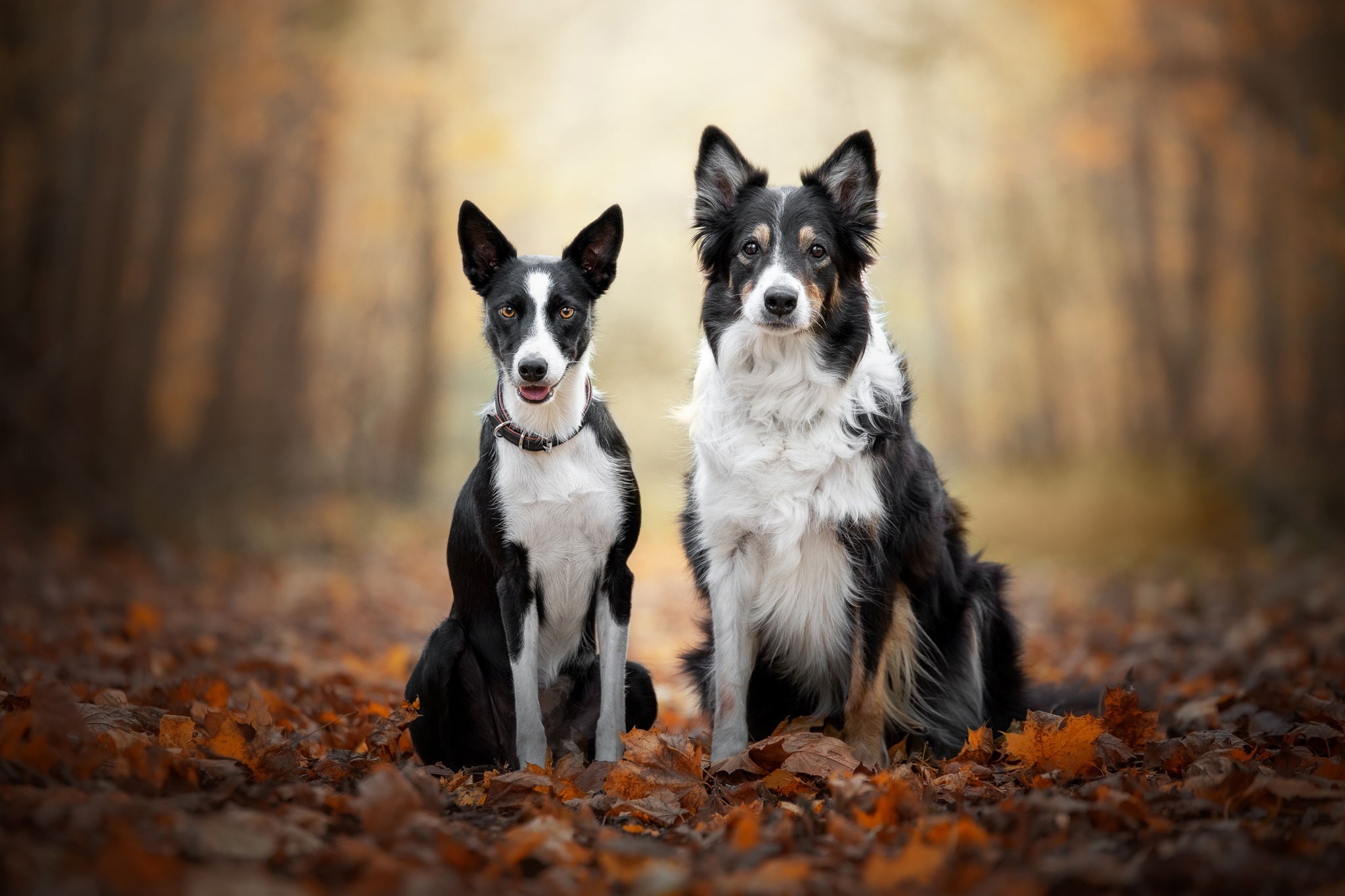 Two Border Collies Sitting in Autumn Leaves HD Wallpaper